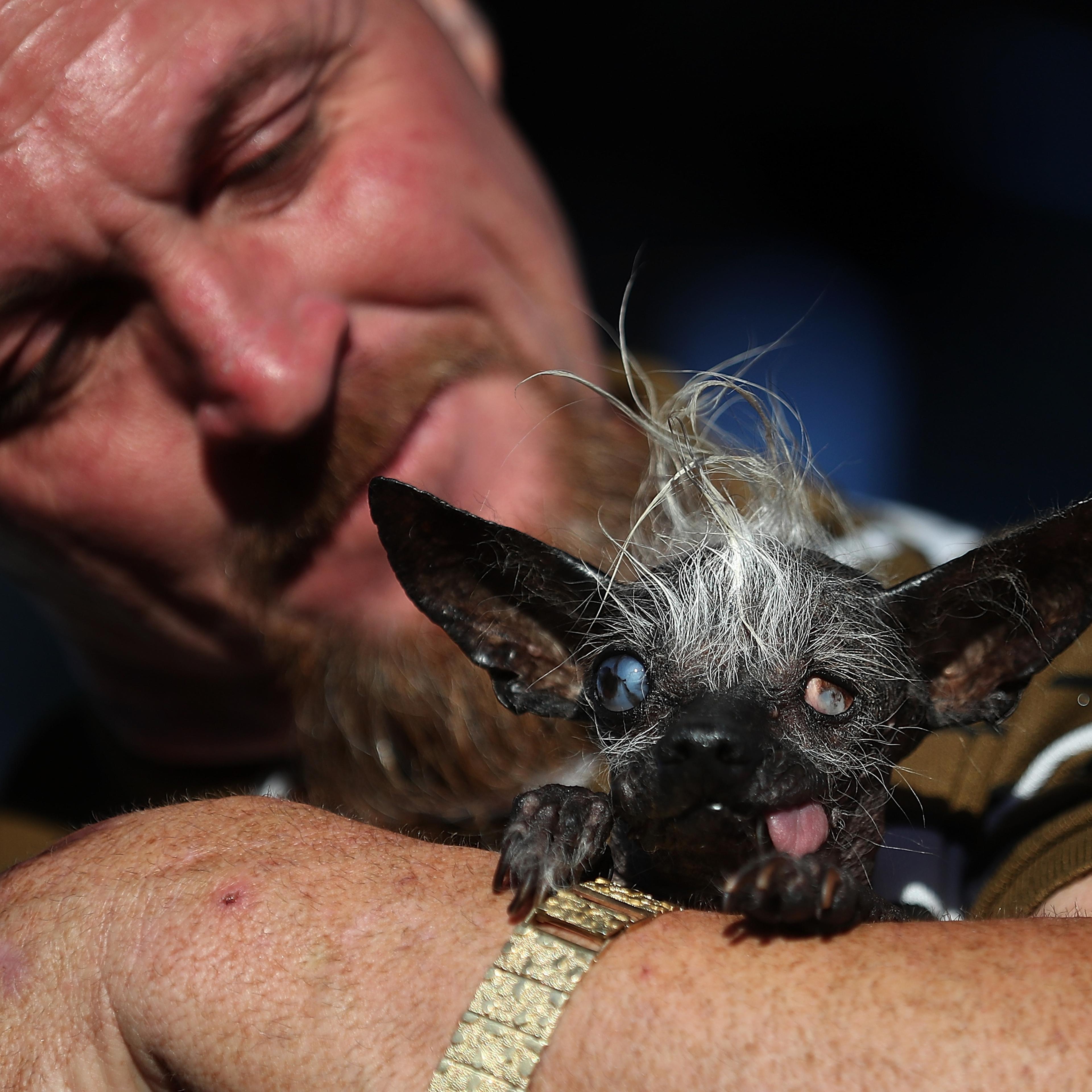 Canines Compete In World's Ugliest Dog Contest