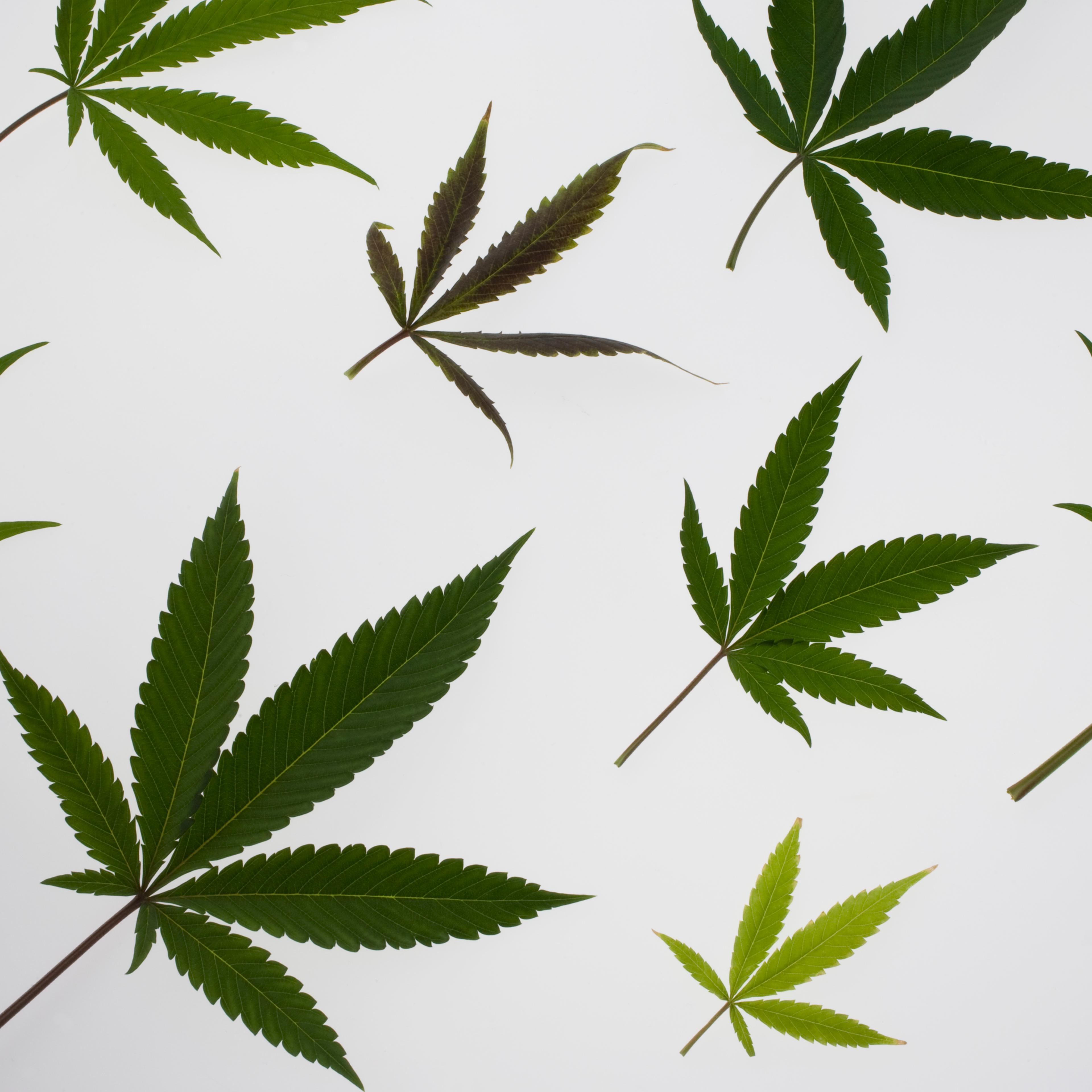 Multiple sized marijuana leaves