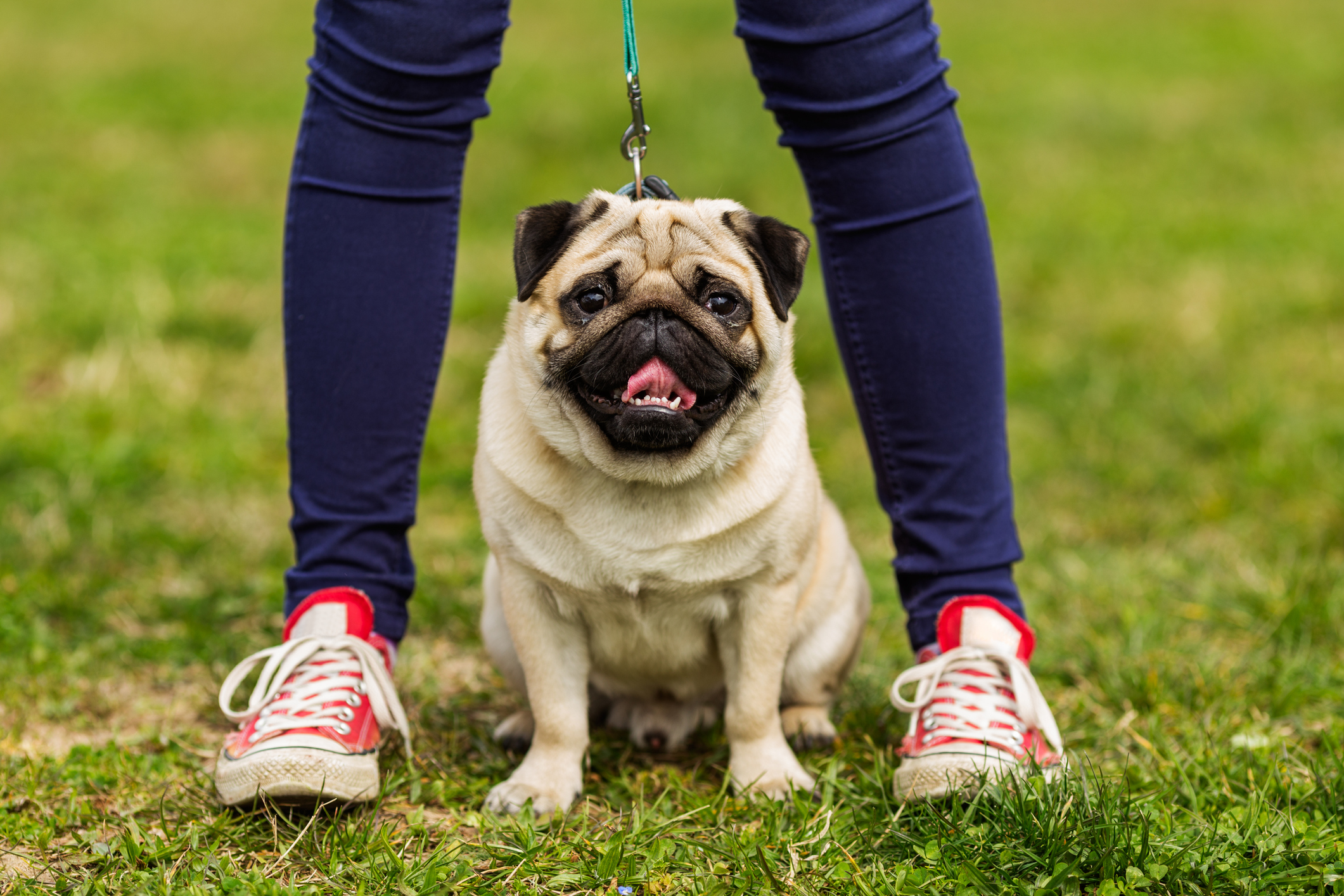 dog coronavirus