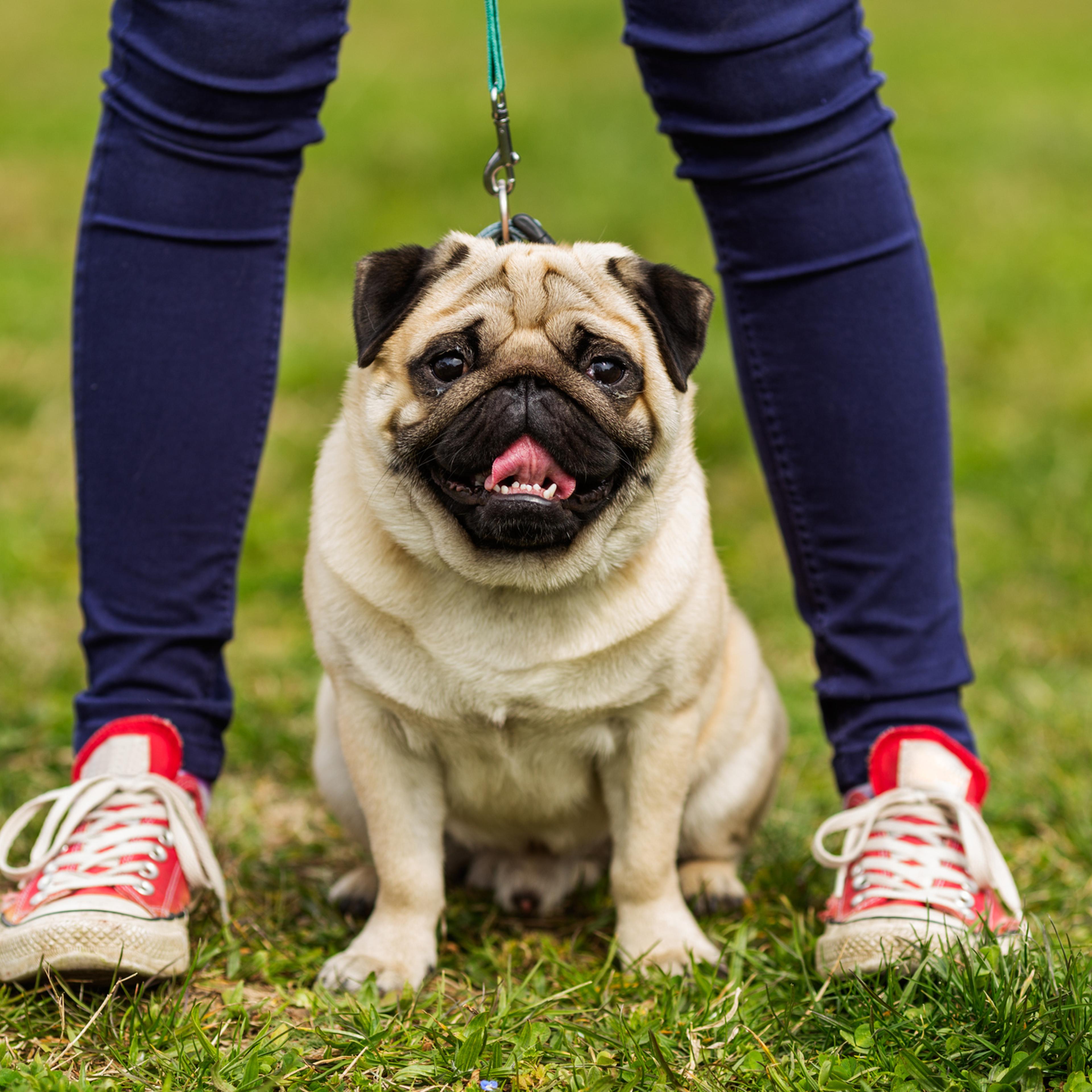 dog coronavirus