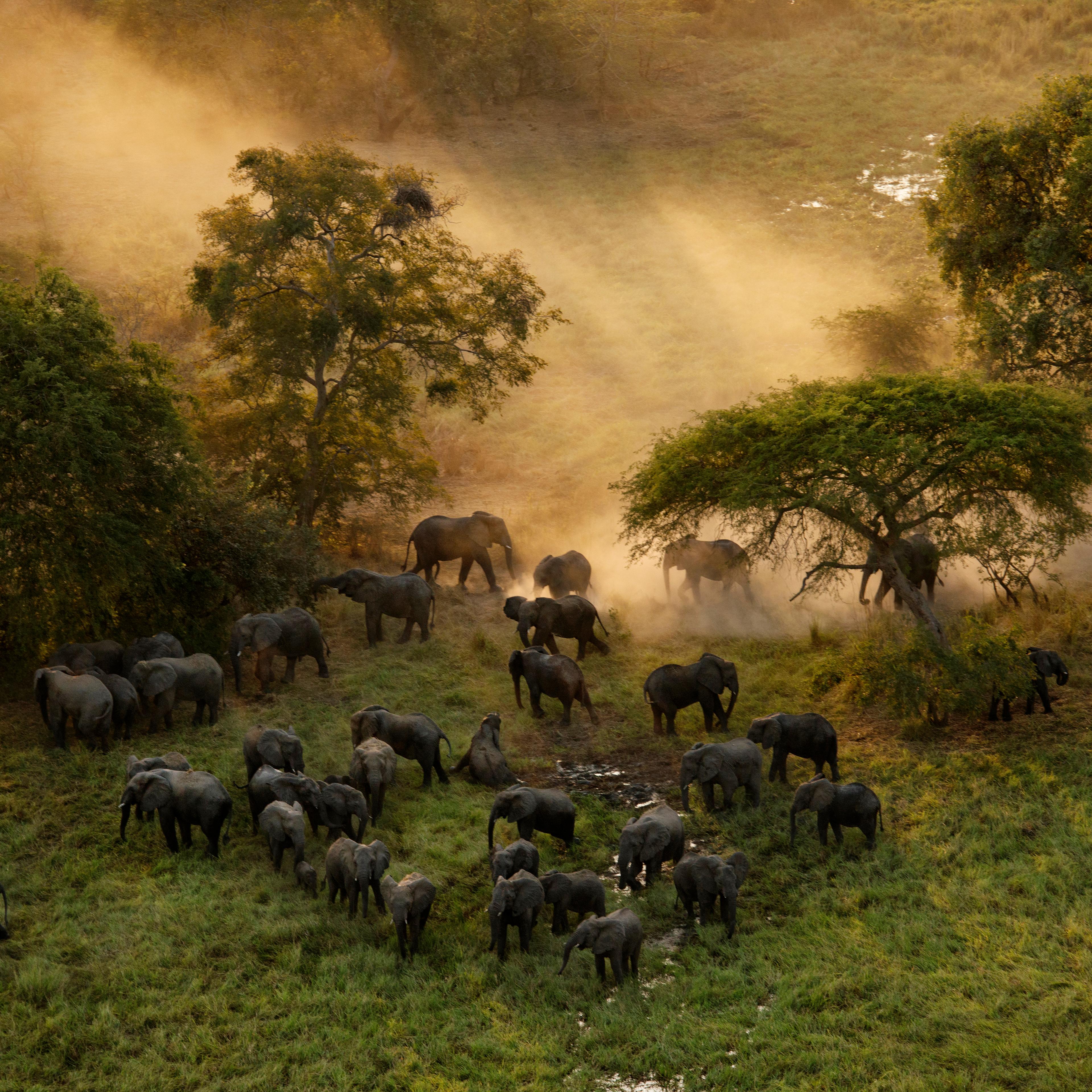 Zakouma National Park: Combating Poaching
