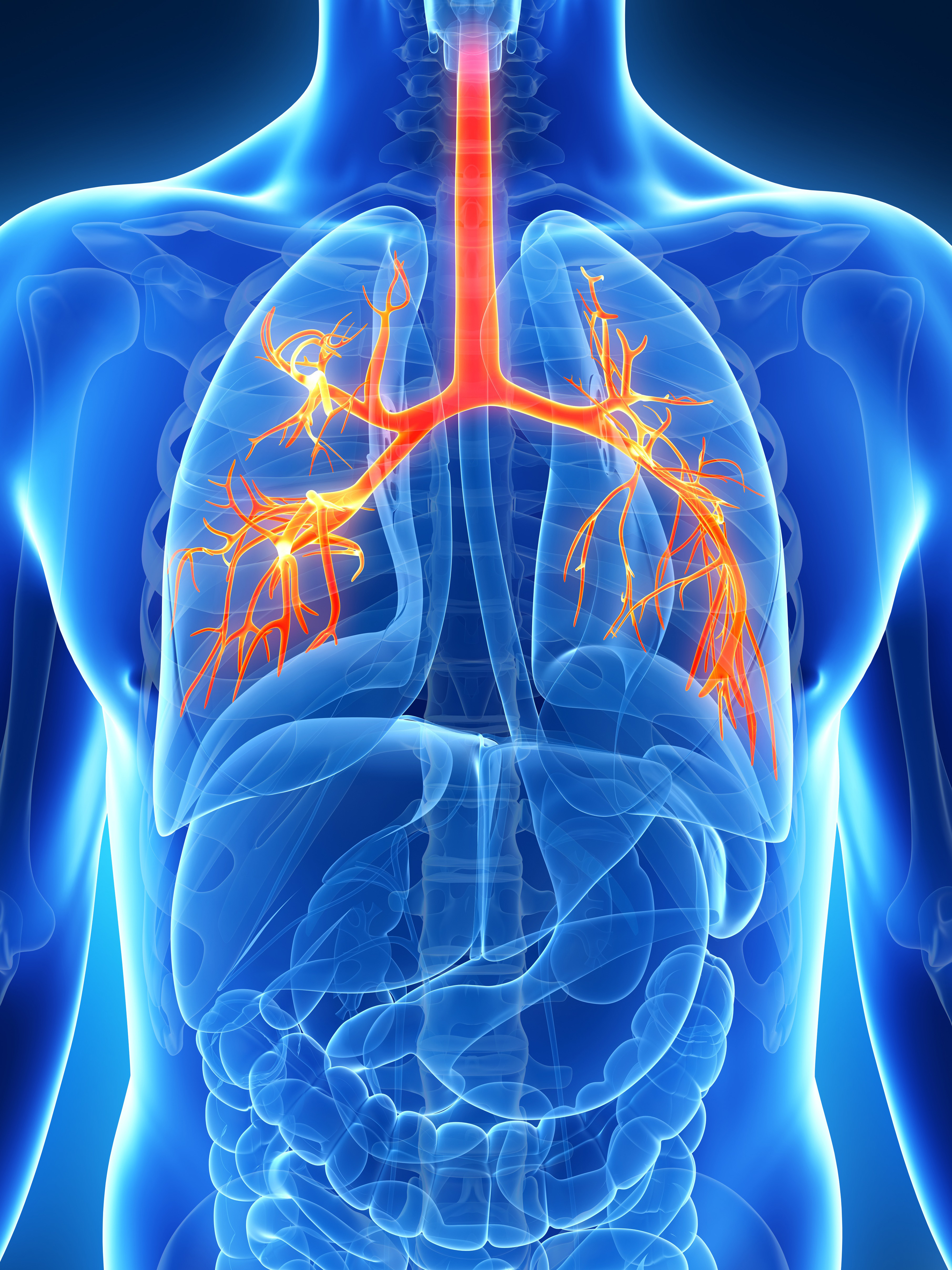 Human lungs, illustration