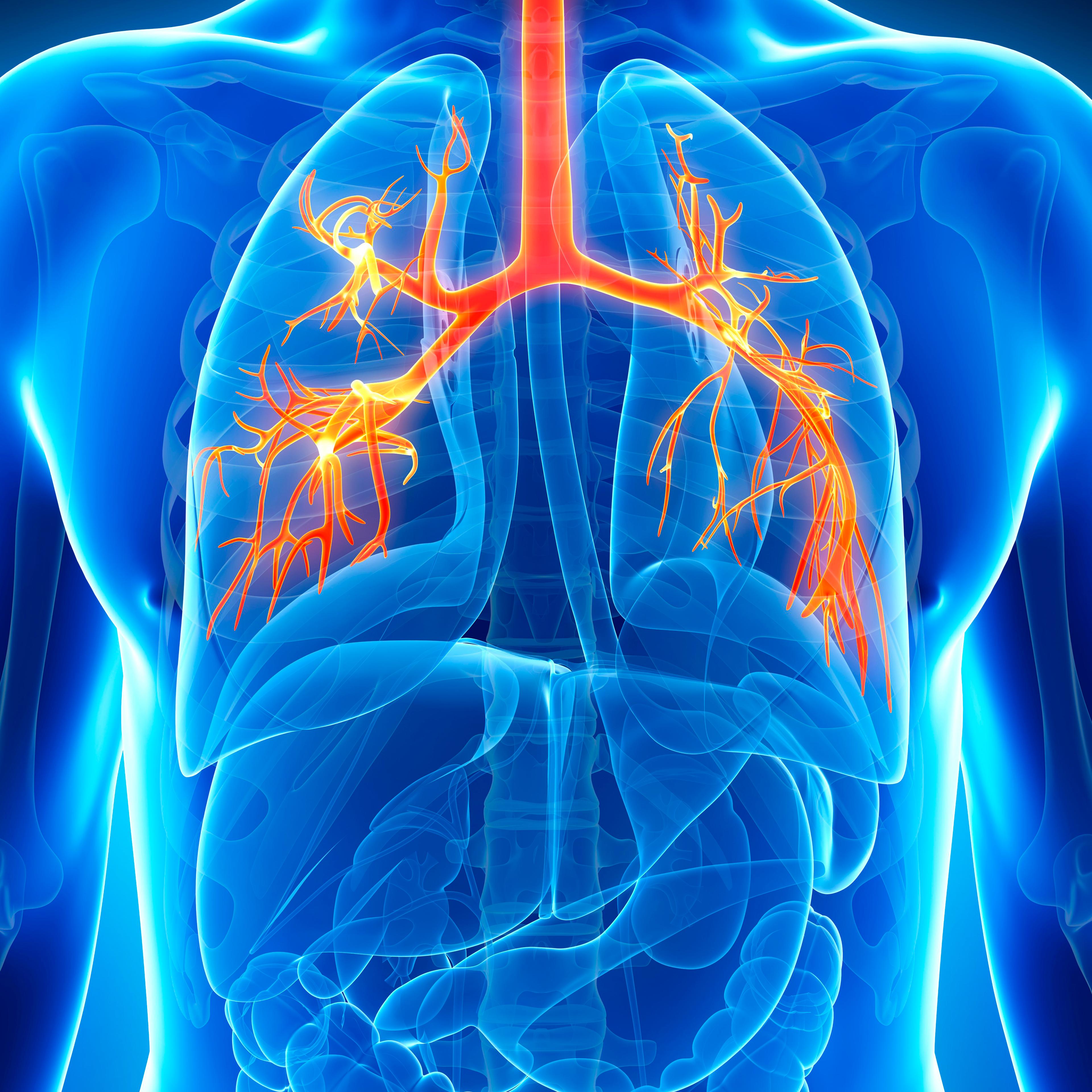 Human lungs, illustration