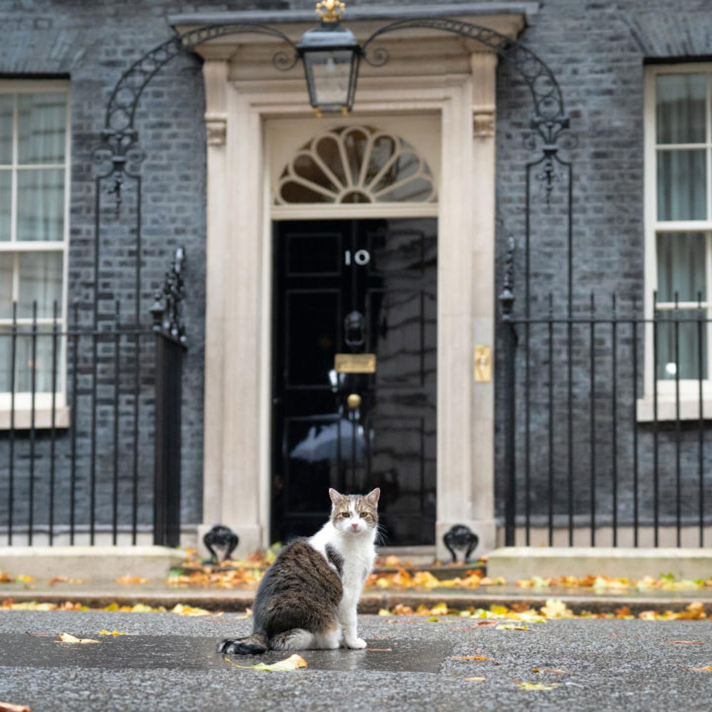Larry the Downing Street cat