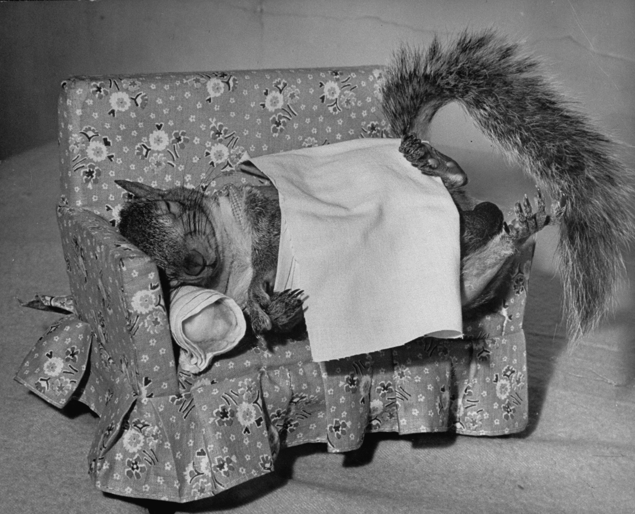 A Squirrel's Guide to Fashion