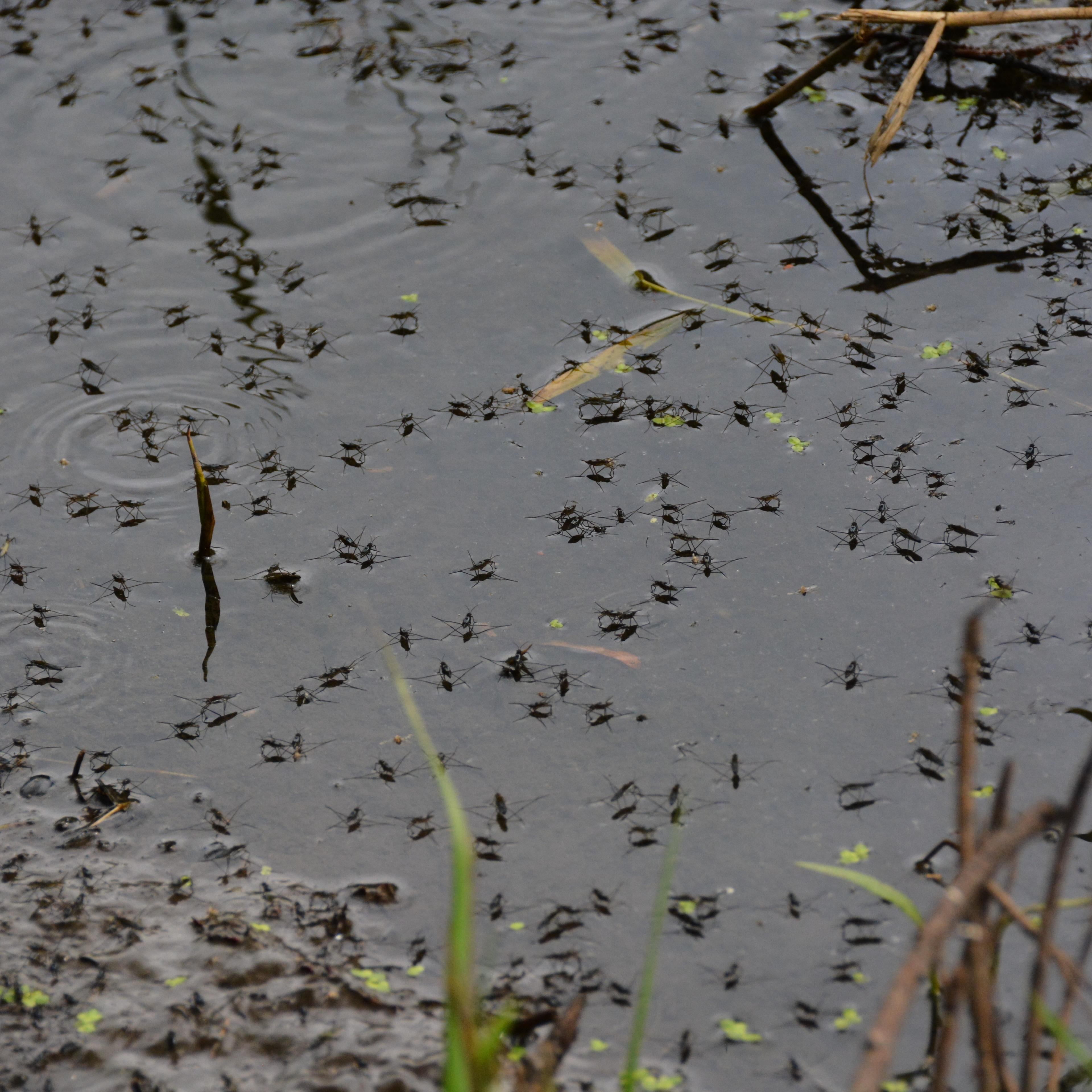 High Angle View Of Mosquitos On Water Surface