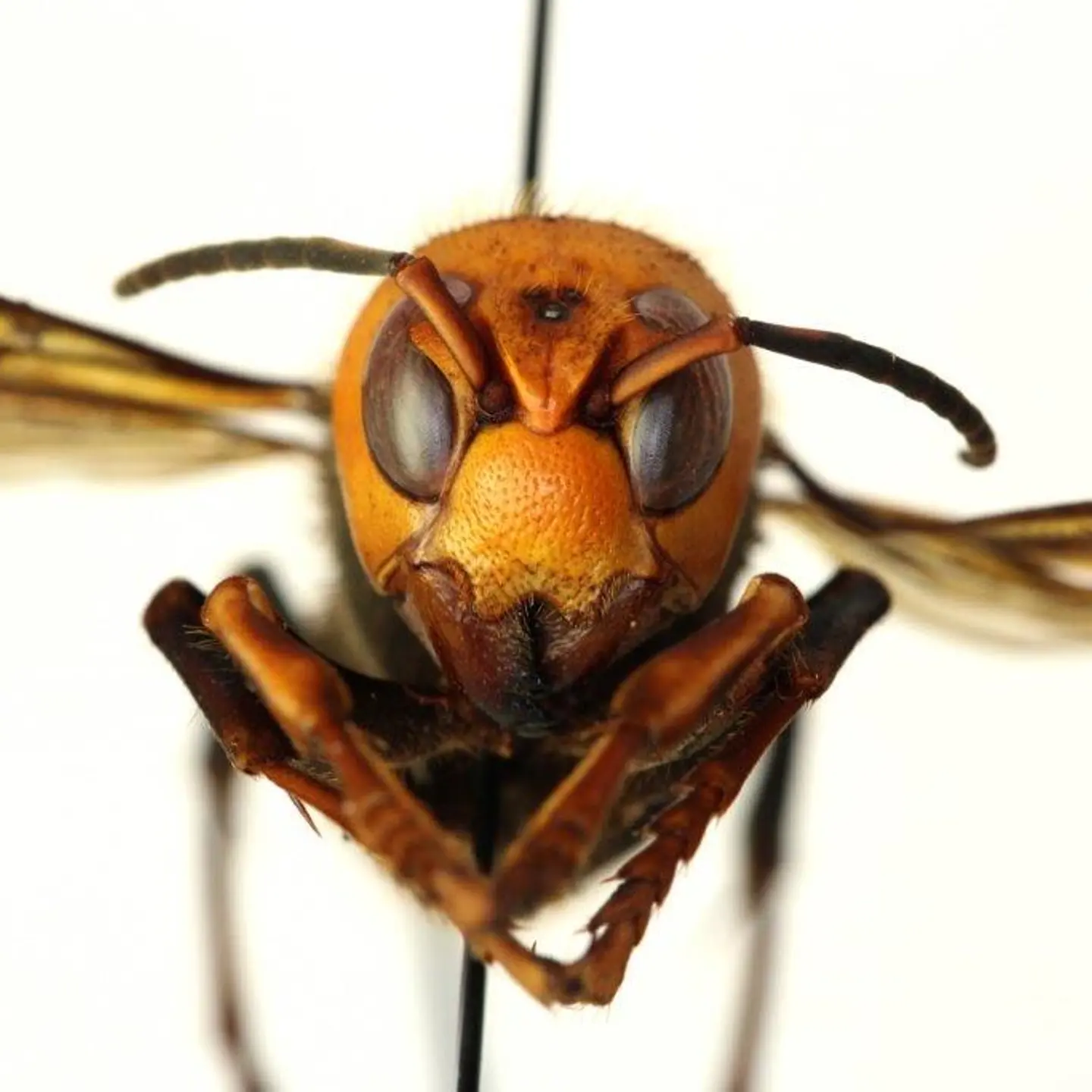 Invasive Asian giant hornets (Vespa mandarinia) have been spotted in the United States for the first time.