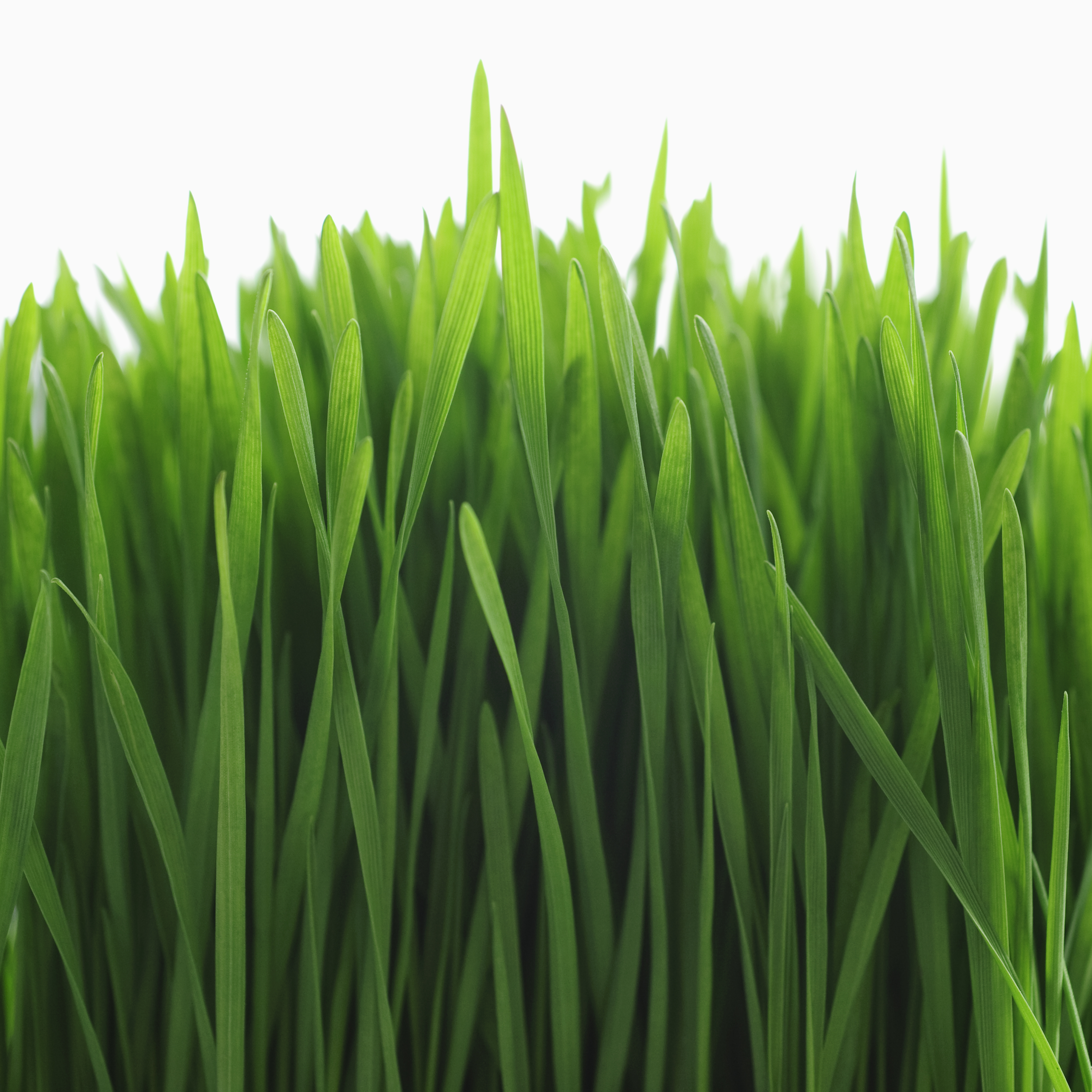 wheatgrass