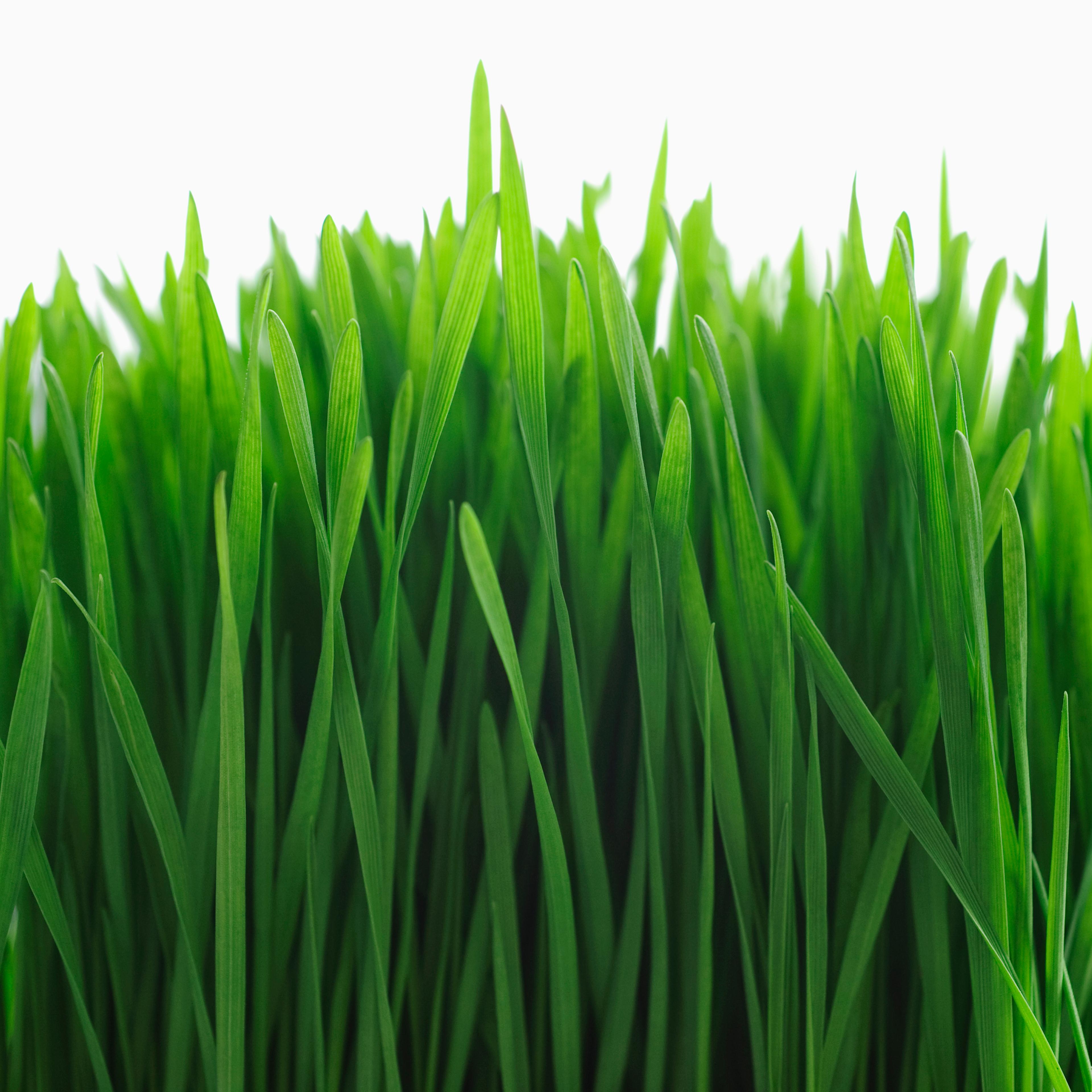 wheatgrass