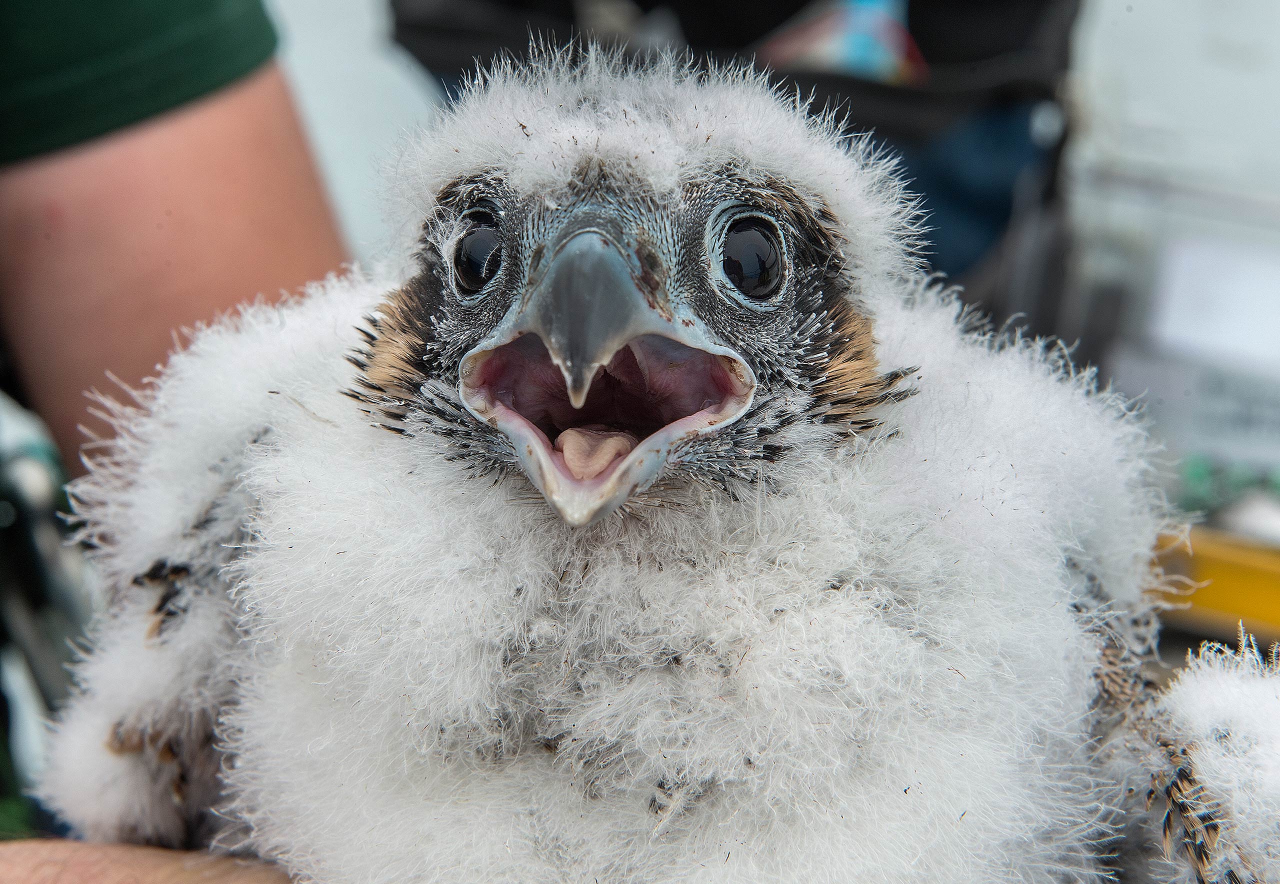 One of the chicks atop the Brooklyn tower of the Verrazano-Narrows Bridge chicks.