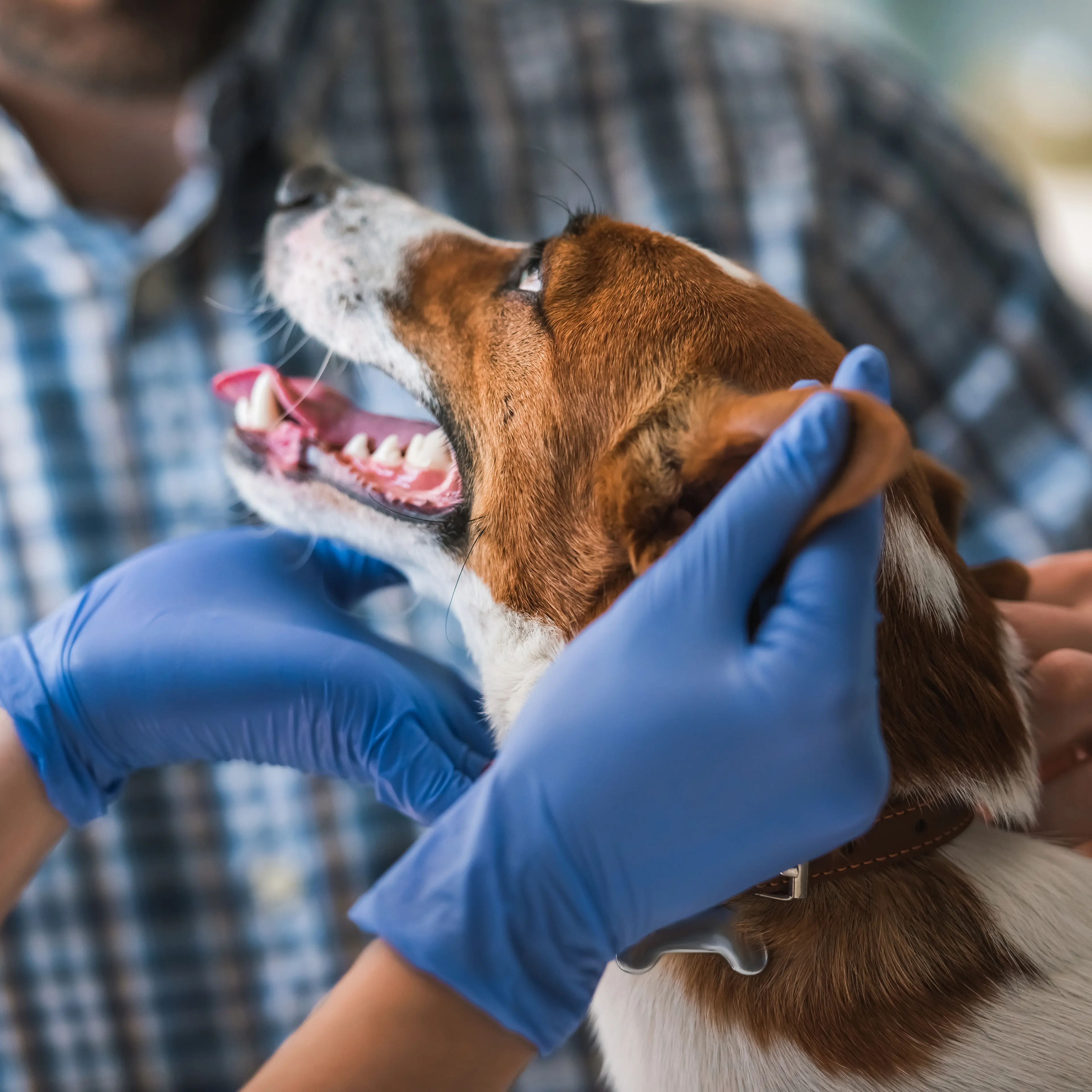 At the veterinarian