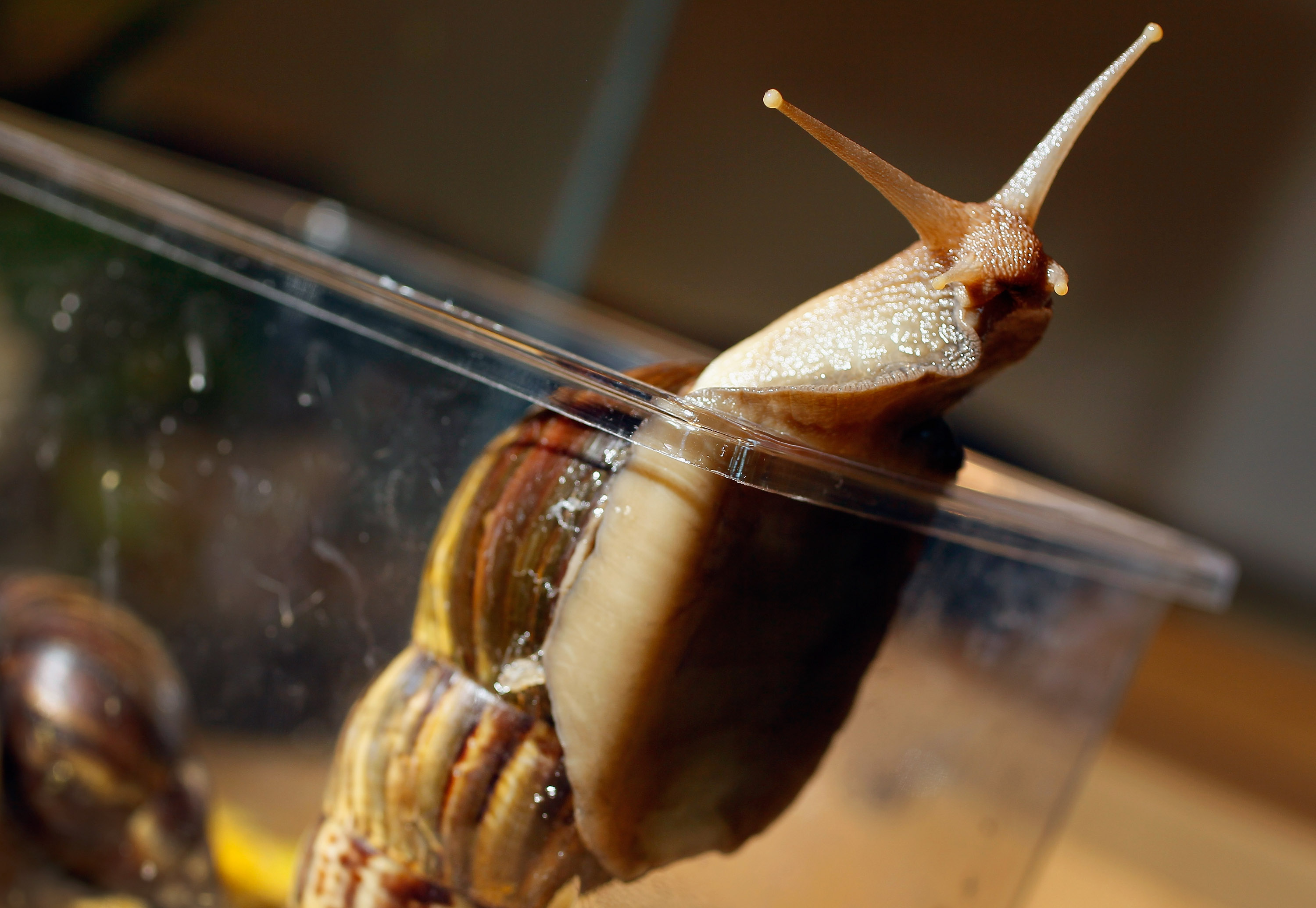 Giant African Snail Florida