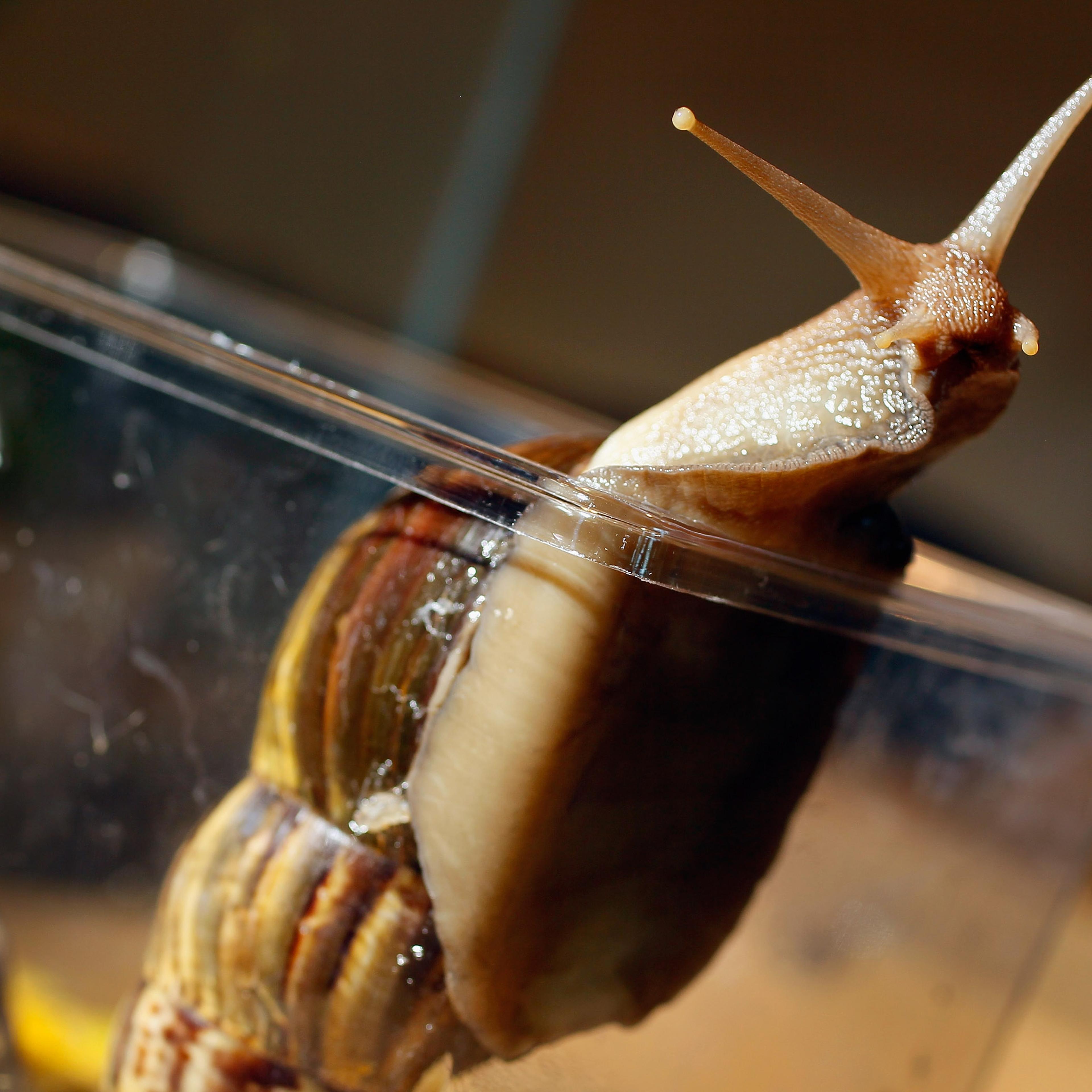 Giant African Snail Florida