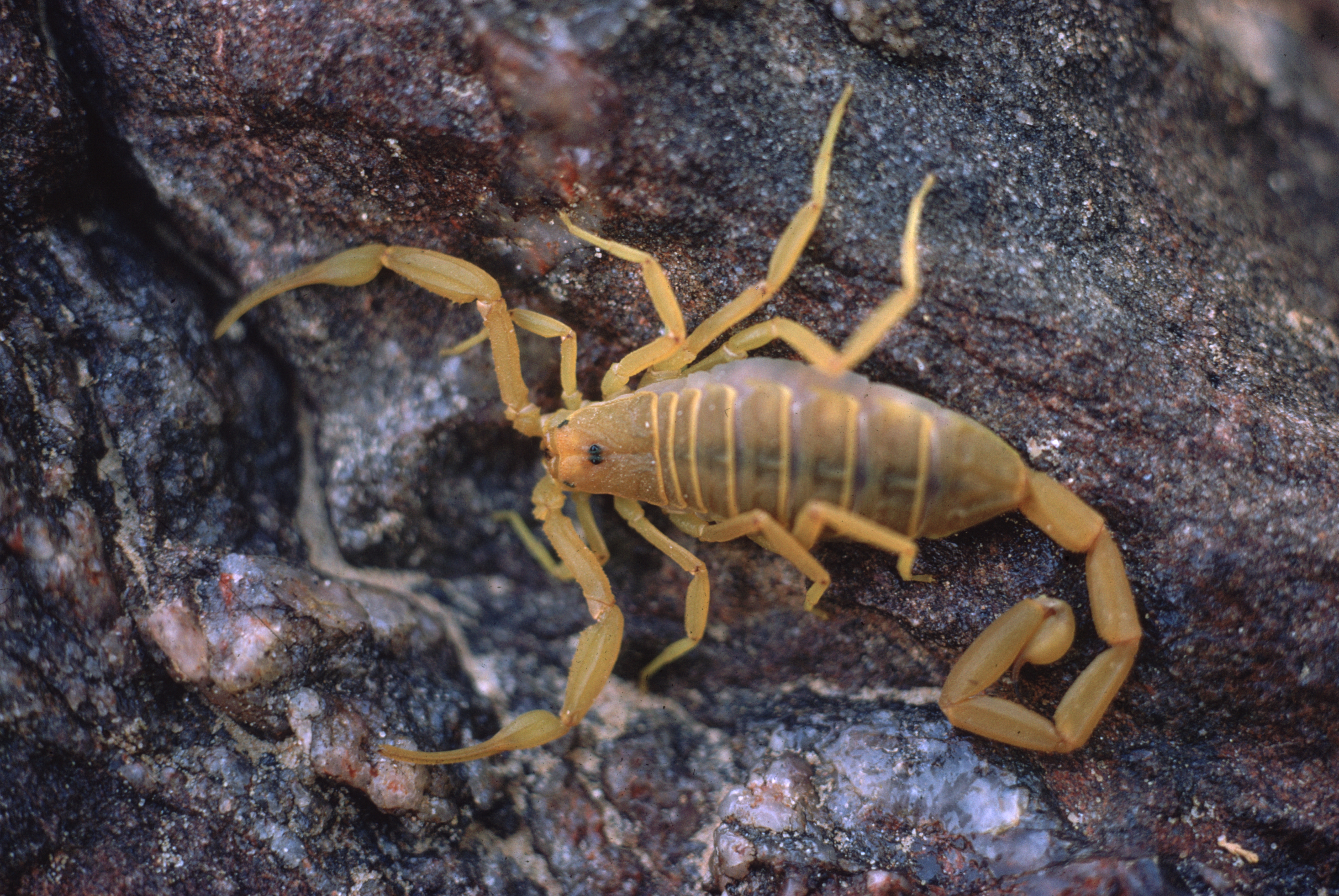 Scorpion