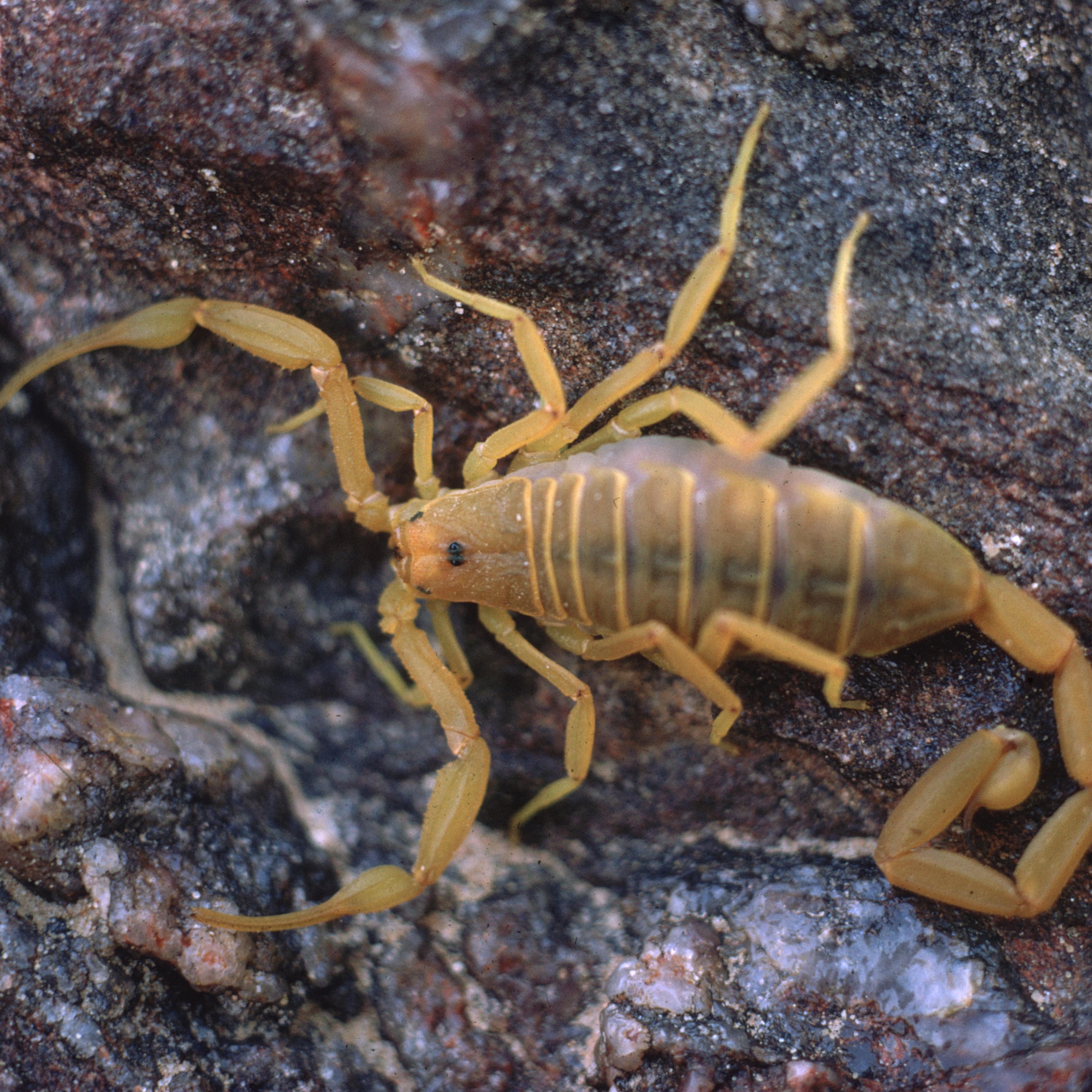 Scorpion