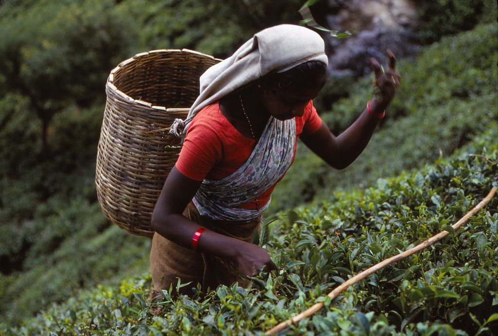 Tea Picker