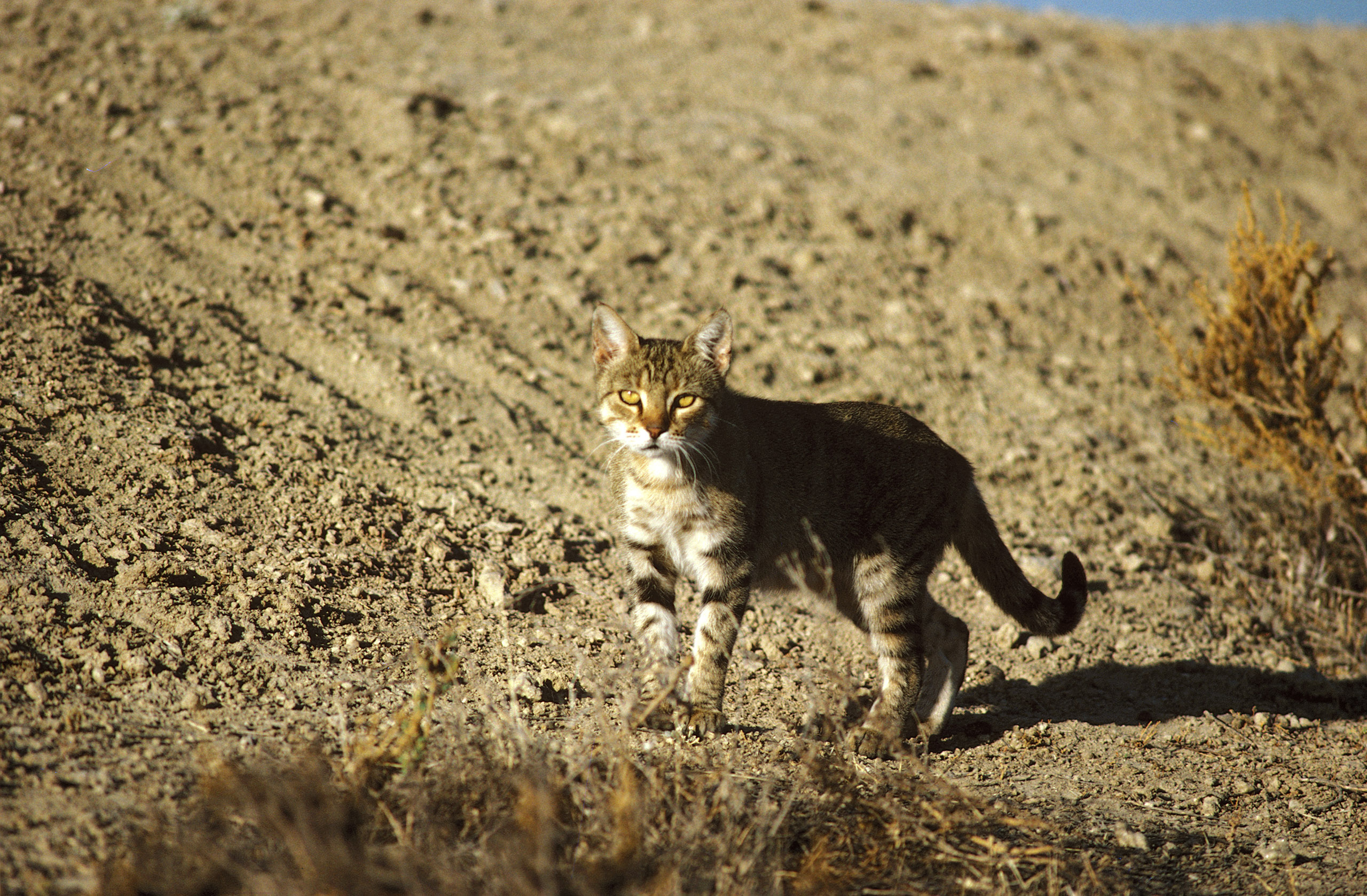 New Research: Australia's Serious Feral Cat Problem