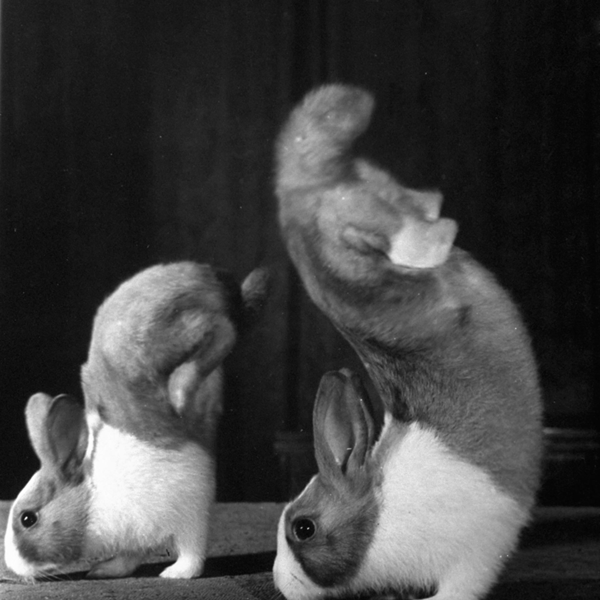 Junior and Mr. Walker, rabbits that walked on their forefeet.