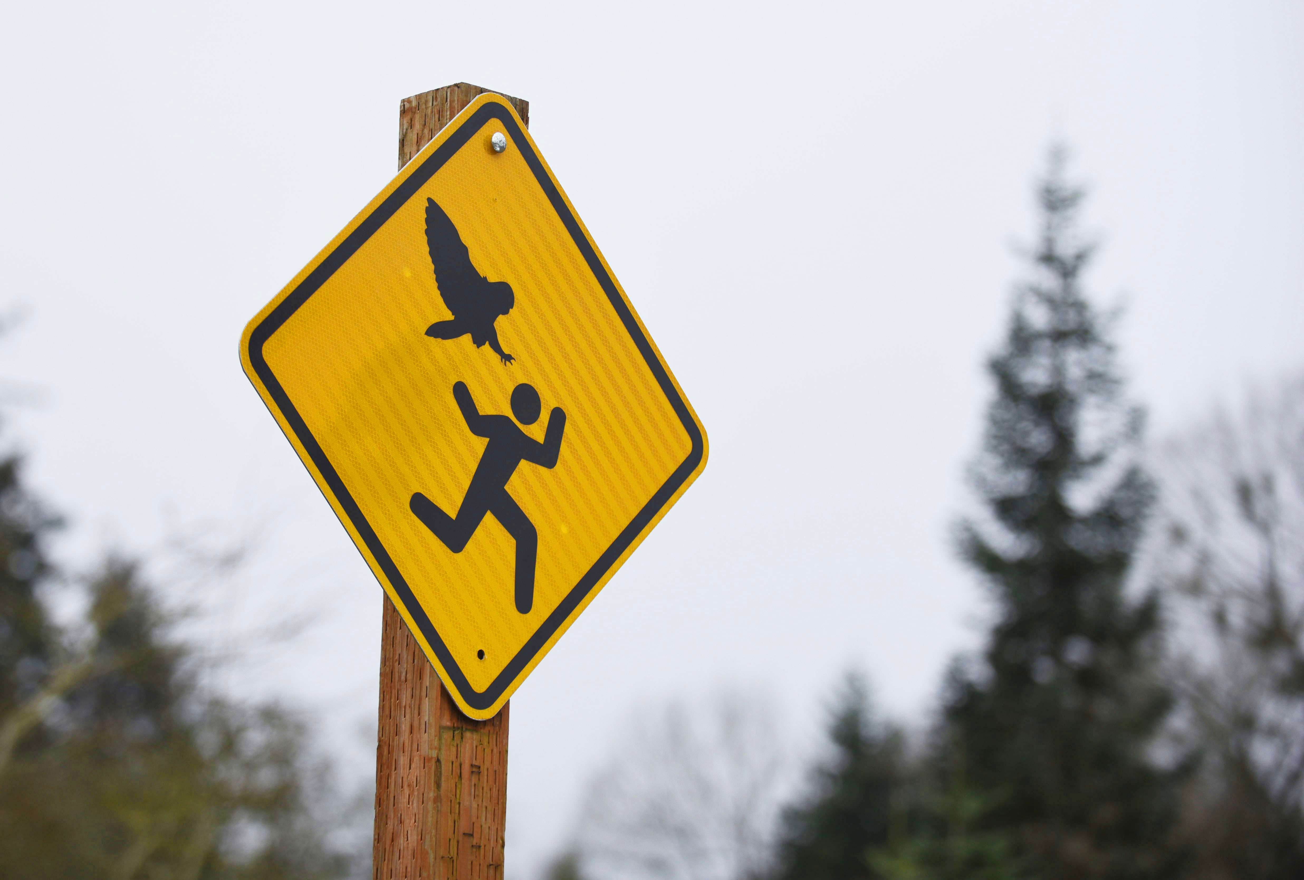 Sign warning visitors of the recent owl attacks at Bush's Pasture Park on Feb. 12, 2015.