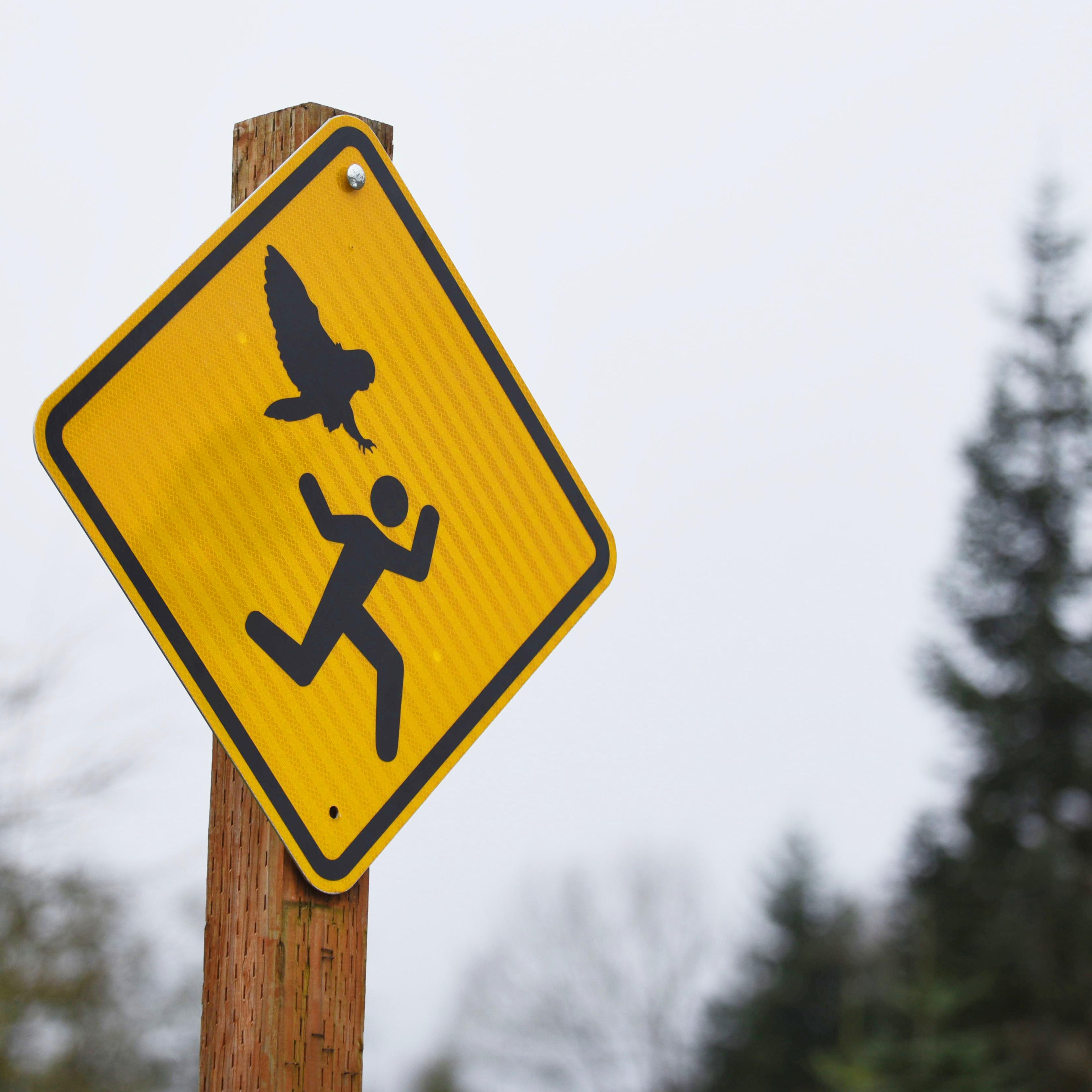 Sign warning visitors of the recent owl attacks at Bush's Pasture Park on Feb. 12, 2015.