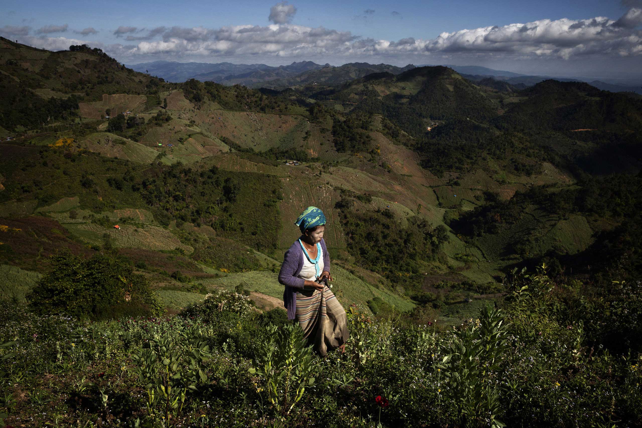 A farm worker harvests opium from poppies in Long Douay Village, Shan State, Myanmar.
