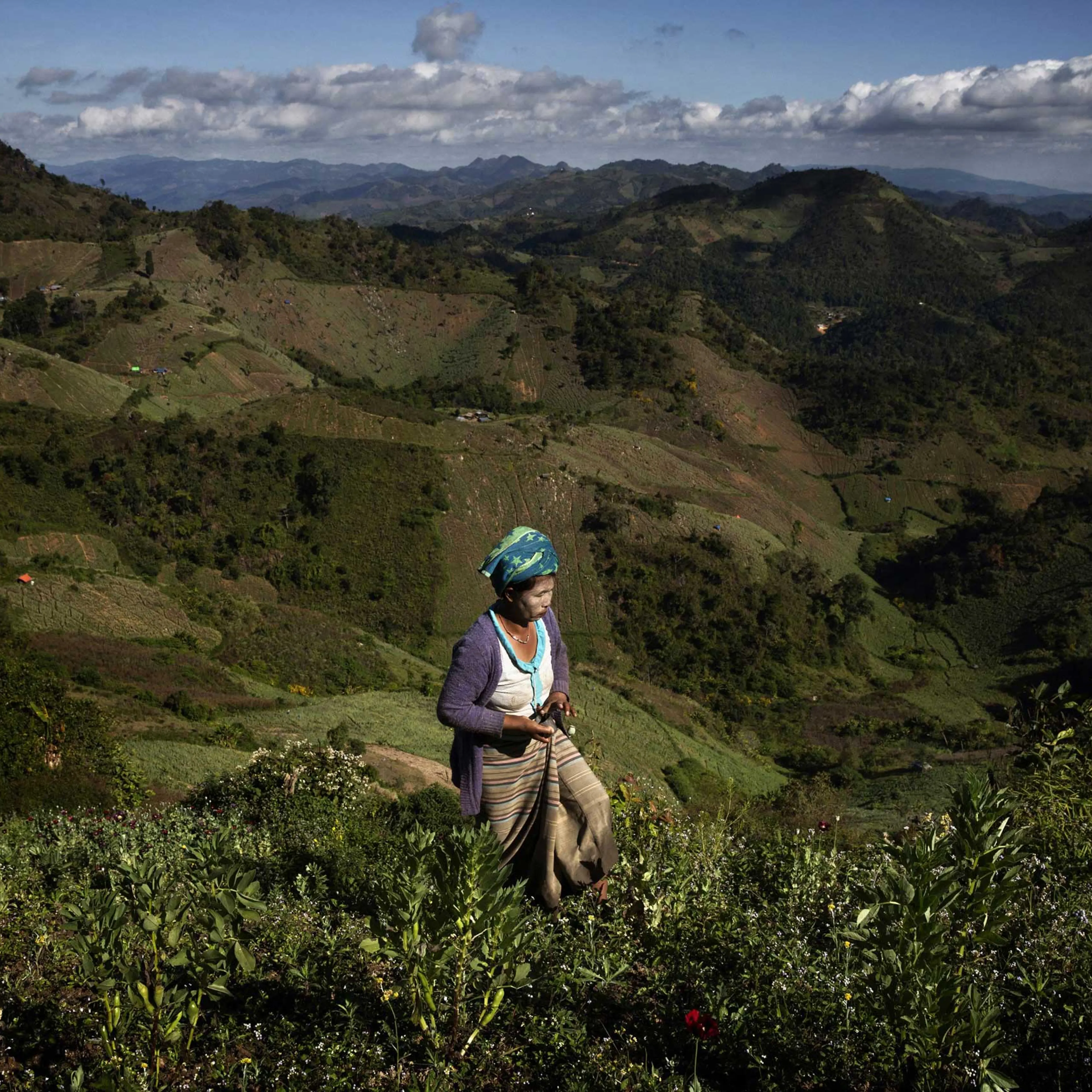A farm worker harvests opium from poppies in Long Douay Village, Shan State, Myanmar.