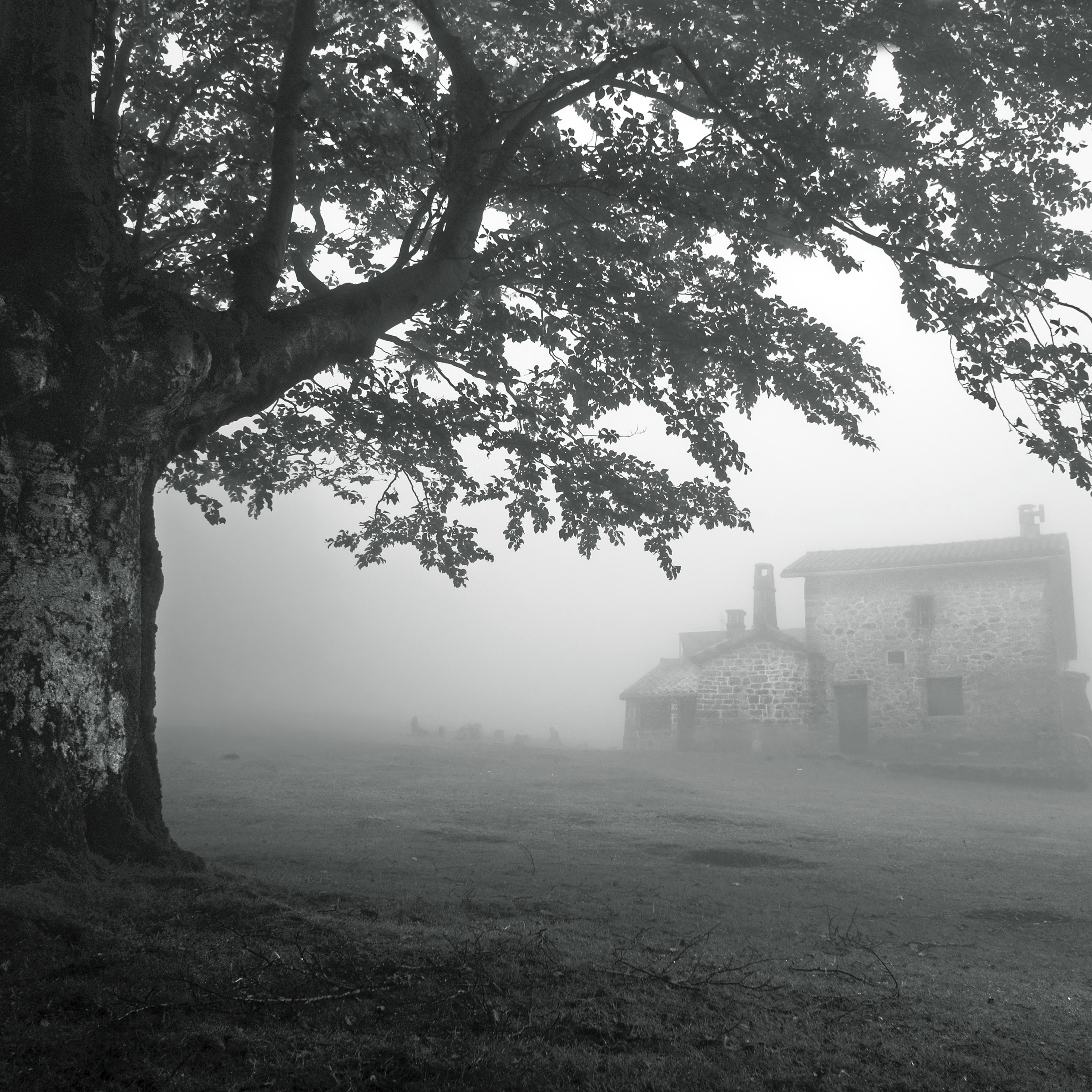 haunted-house-fog-tree