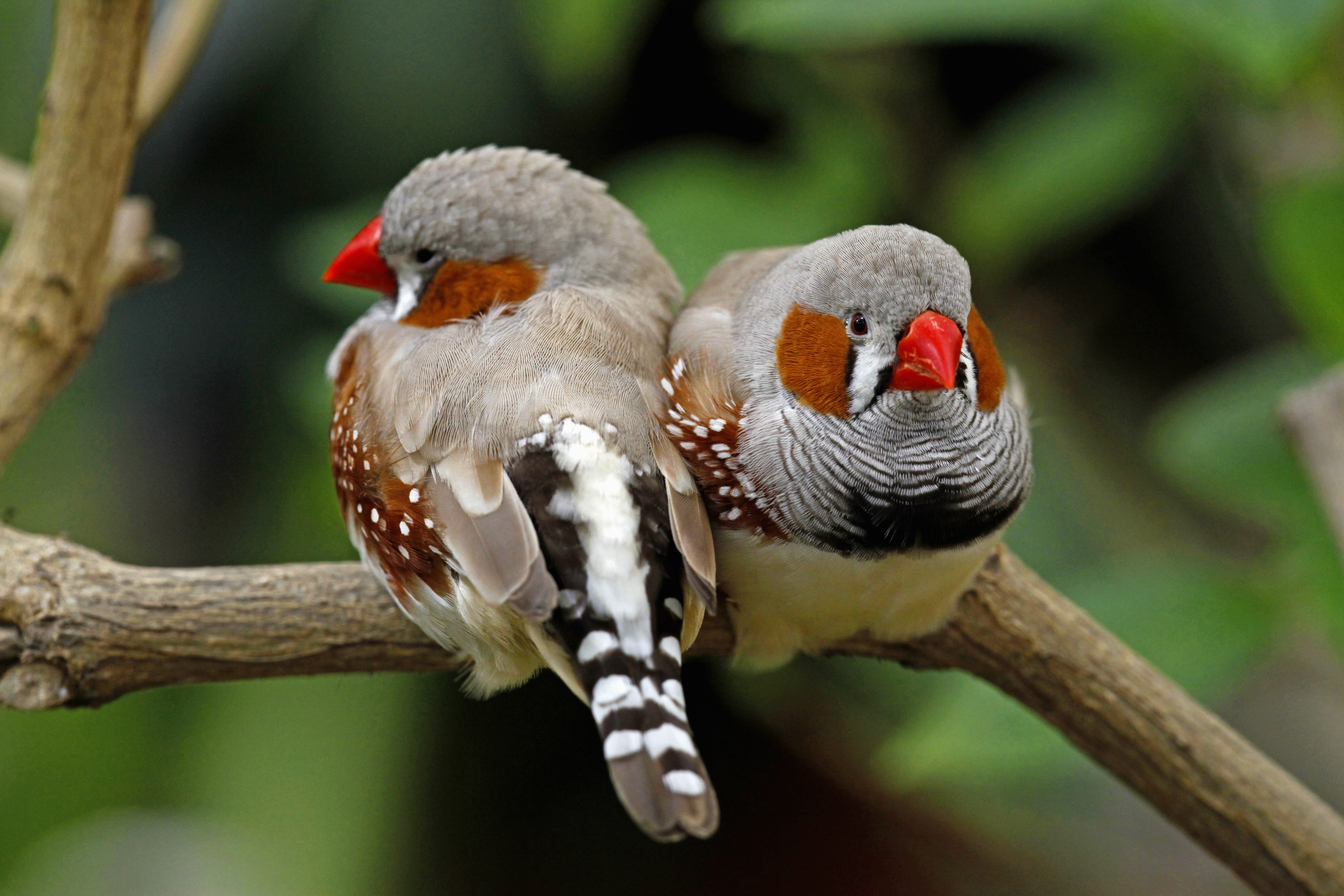 Schloss Sayn, Zebrafinken im Schmetterlingsgarten, Taeniopygia guttata, Bendorf-Sayn, Ldkrs. Mayen-Koblenz, Rhineland-Palatinate, Germany // Schloss Sayn, zebra finches in the butterfly garden, Taeniopygia guttata, Bendorf-Sayn, Mayen-Koblenz district, R