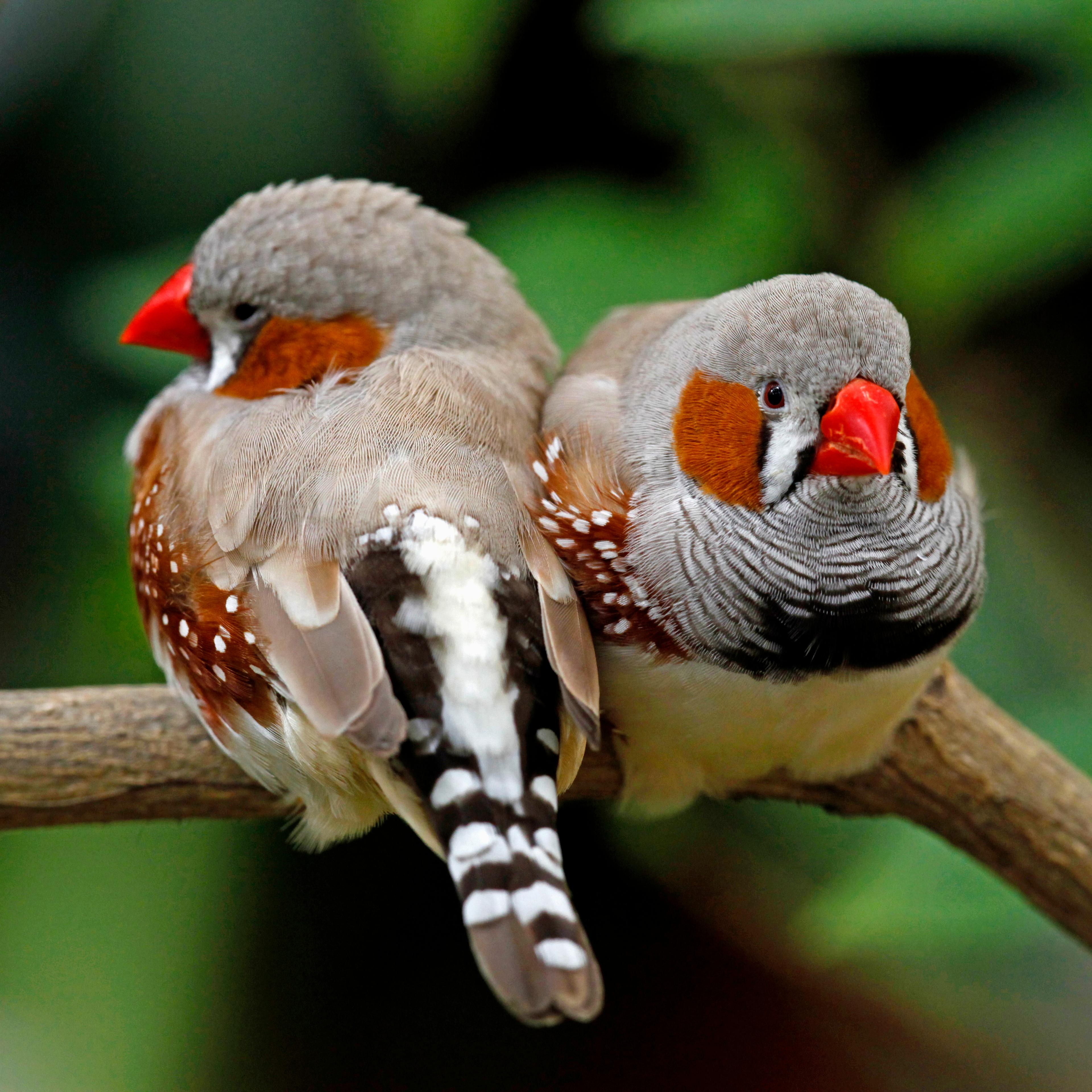 Schloss Sayn, Zebrafinken im Schmetterlingsgarten, Taeniopygia guttata, Bendorf-Sayn, Ldkrs. Mayen-Koblenz, Rhineland-Palatinate, Germany // Schloss Sayn, zebra finches in the butterfly garden, Taeniopygia guttata, Bendorf-Sayn, Mayen-Koblenz district, R