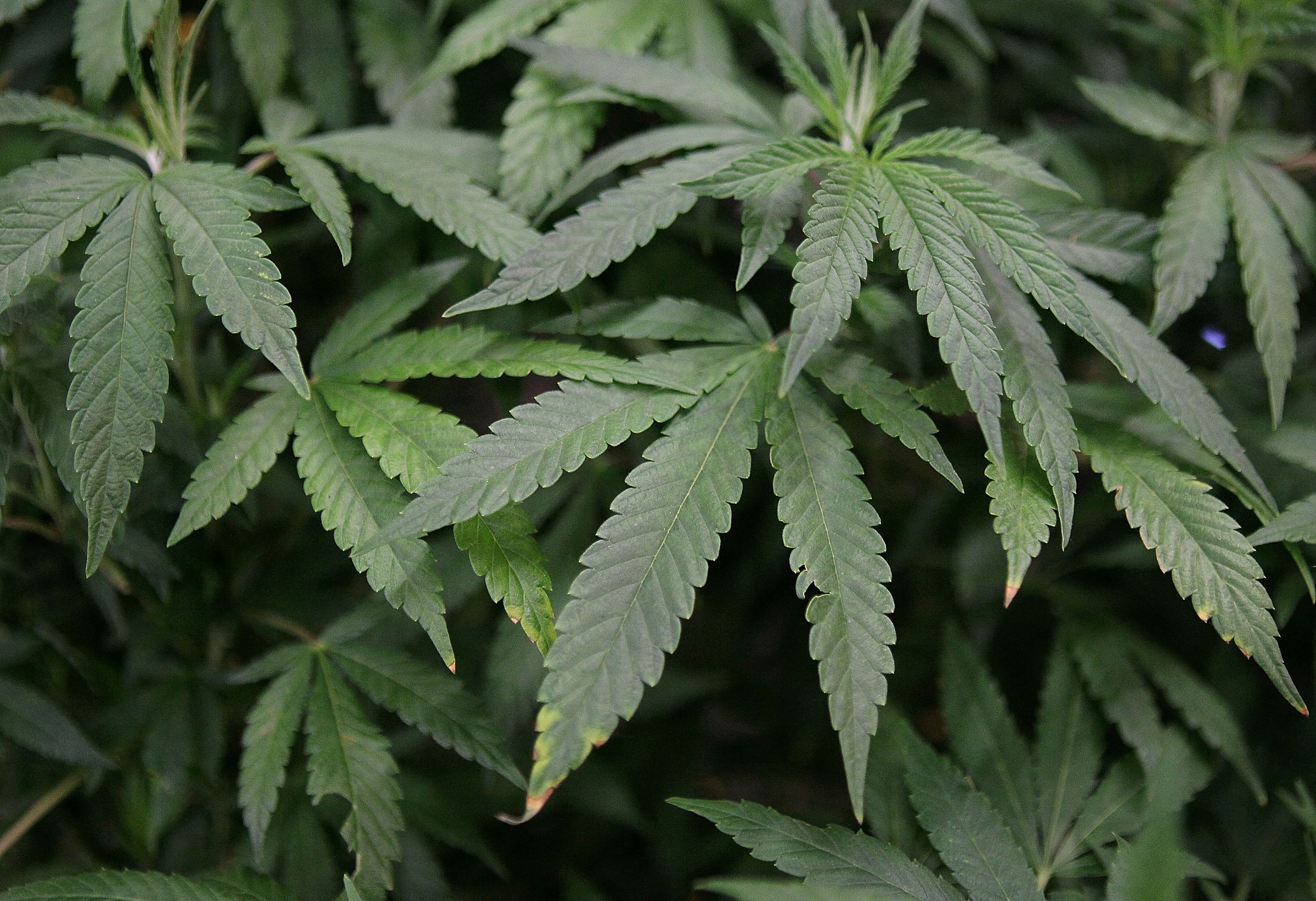 marijuana nfl players association