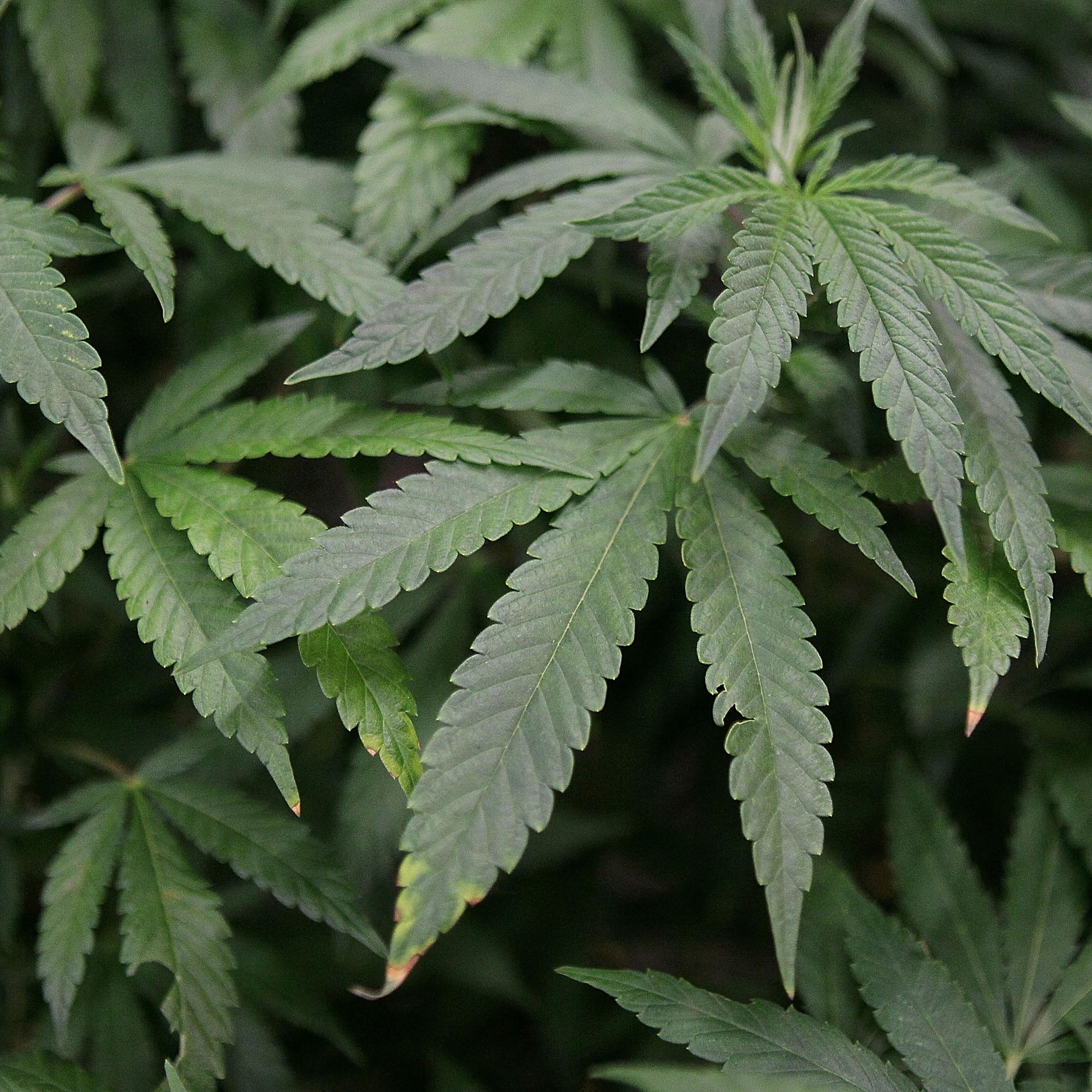 marijuana nfl players association