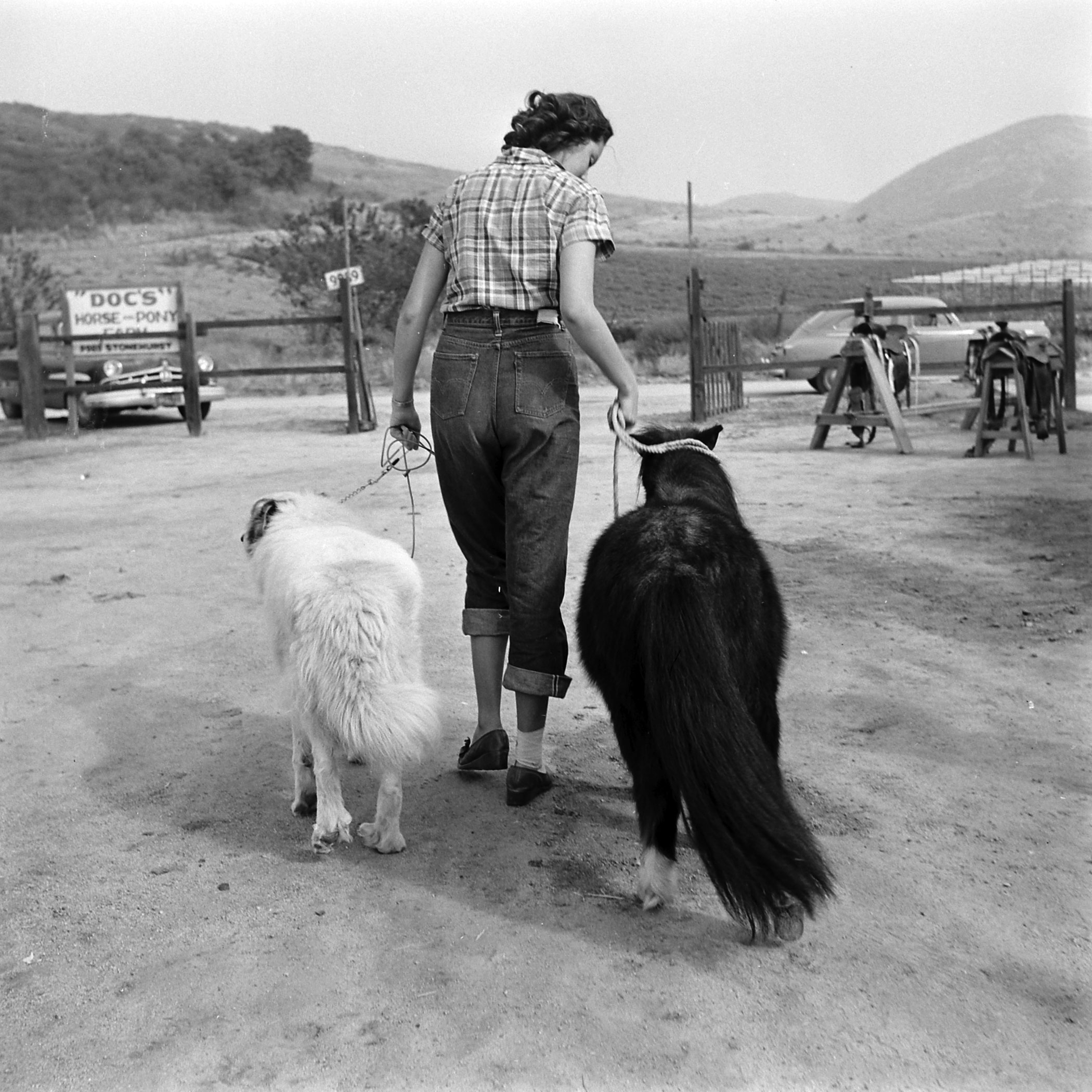 Ronnie and the Great Pyrenees are taken for a walk.