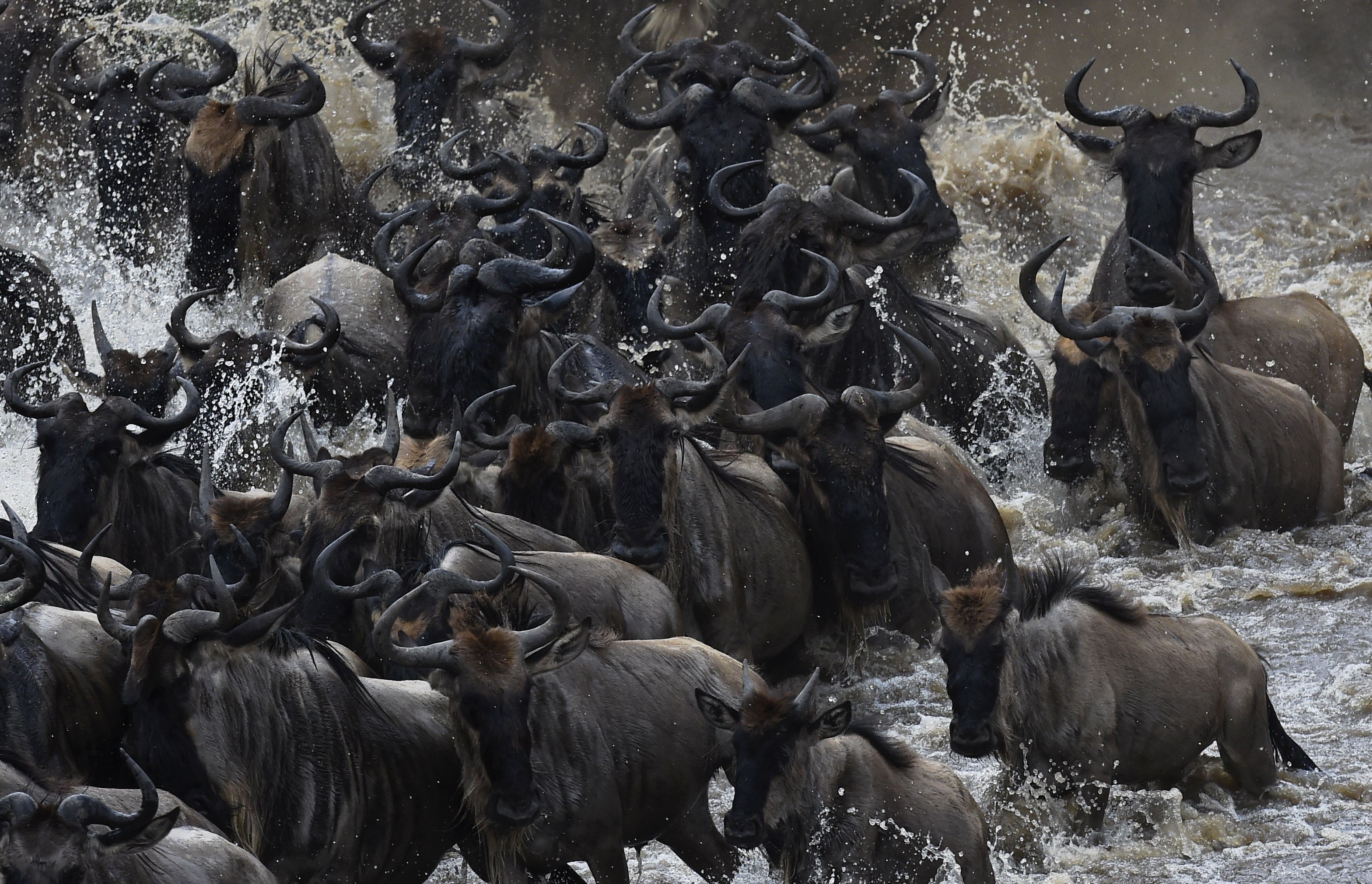 Herds of wildebeest cross the river in Masai Mara on September 4, 2015.