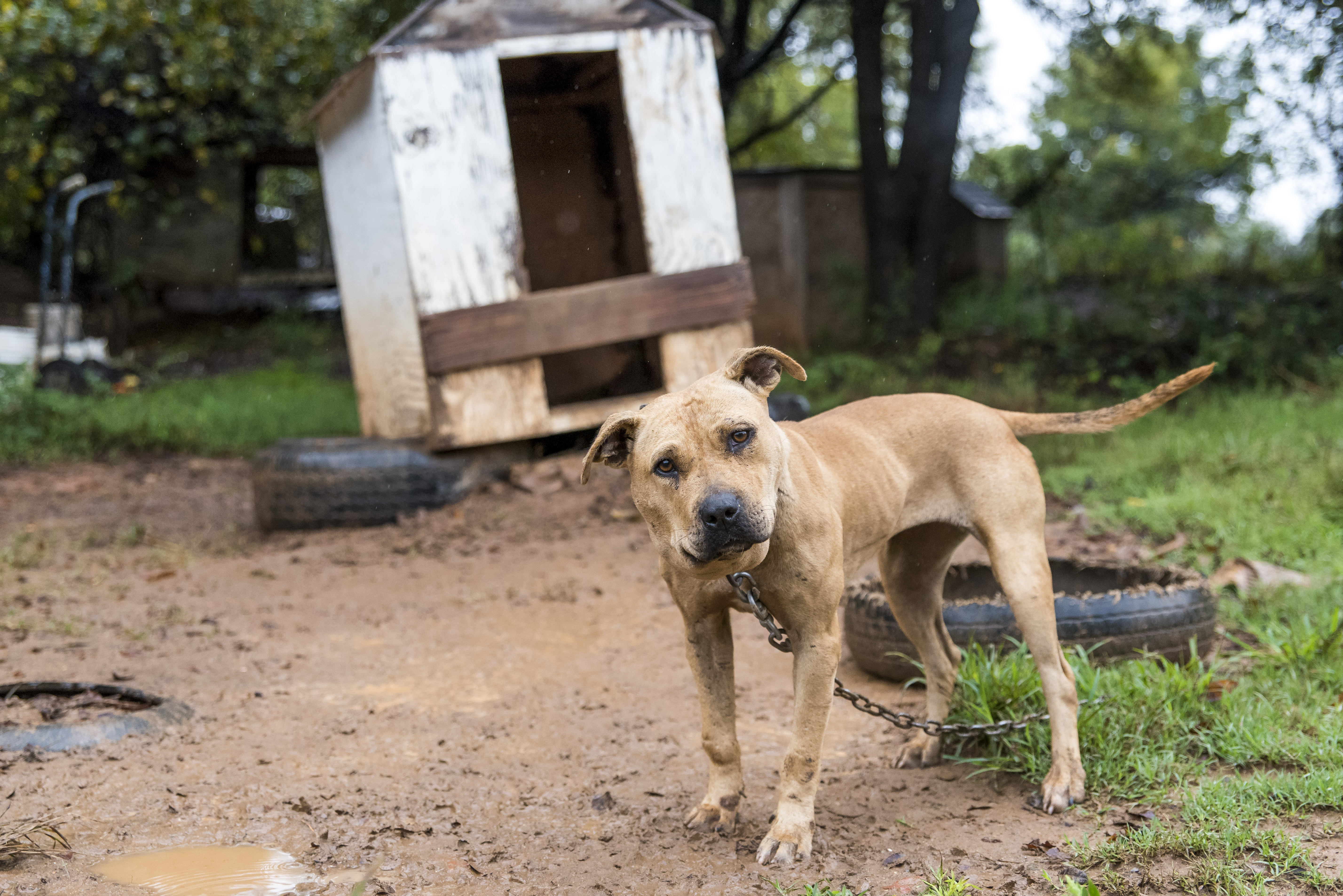 A pitbull in Huntersville, North Carolina on Sept. 29, 2015.