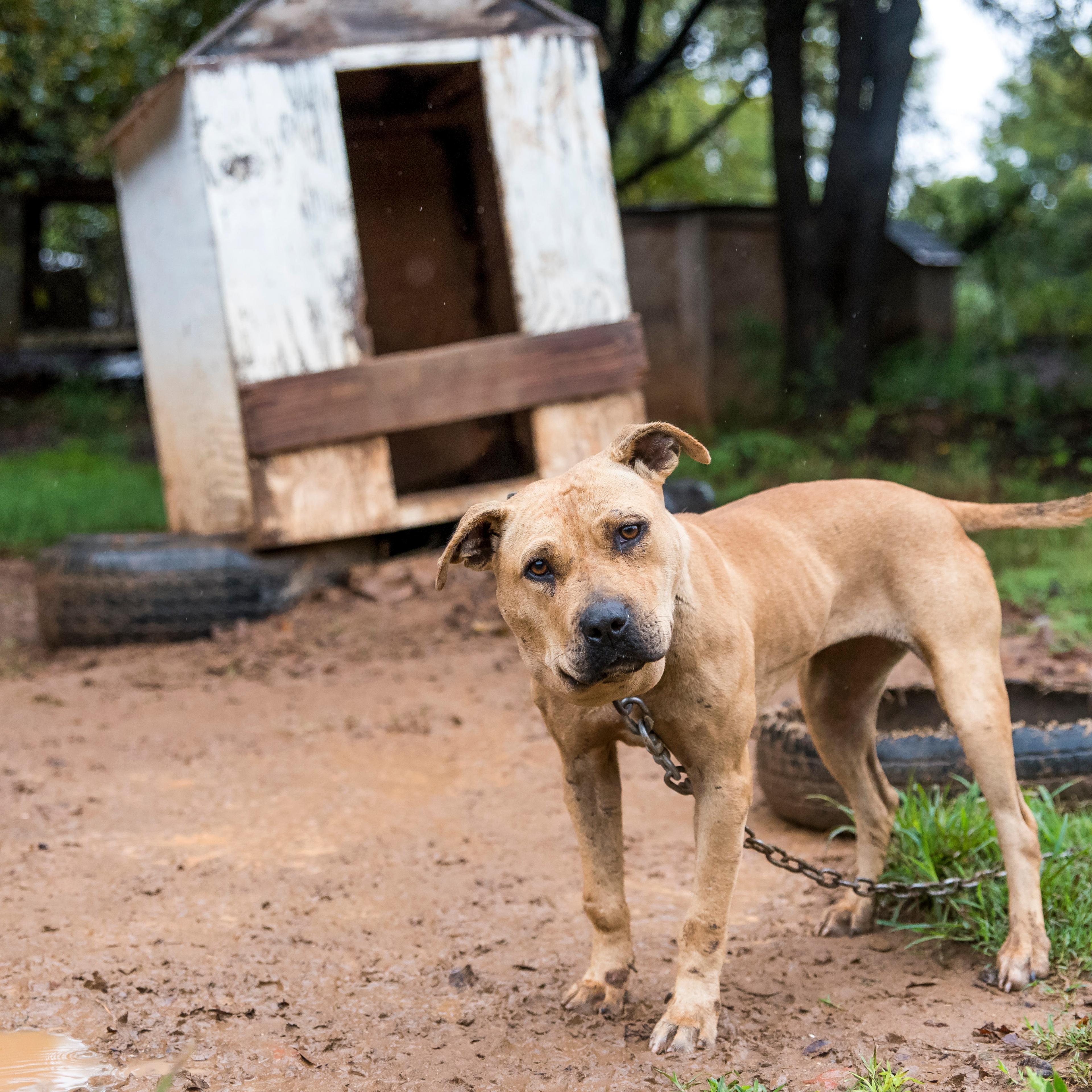 A pitbull in Huntersville, North Carolina on Sept. 29, 2015.