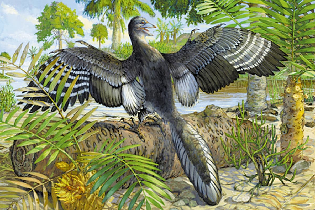 Proavis China-U.S. research unveils dinosaur-bird transition