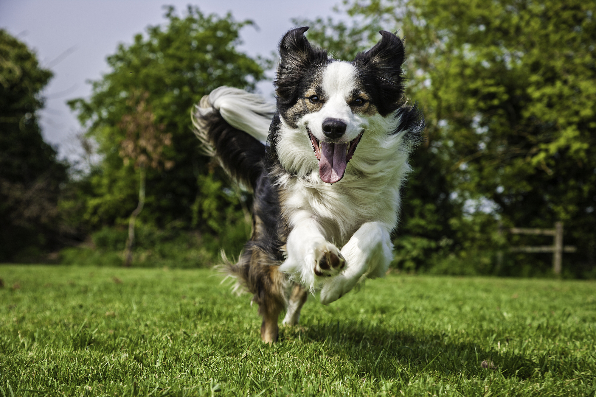 Dog - Border Collie