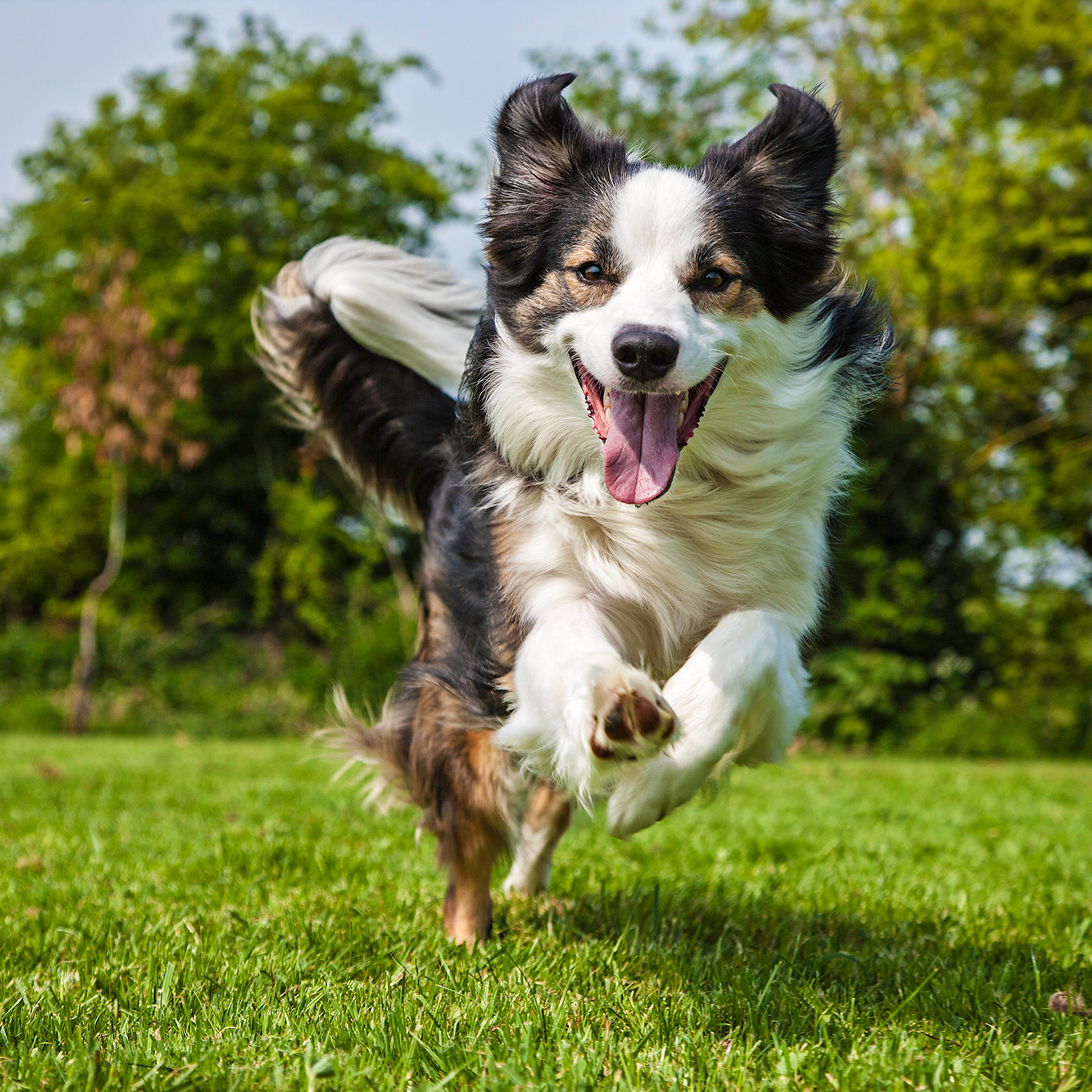 Dog - Border Collie
