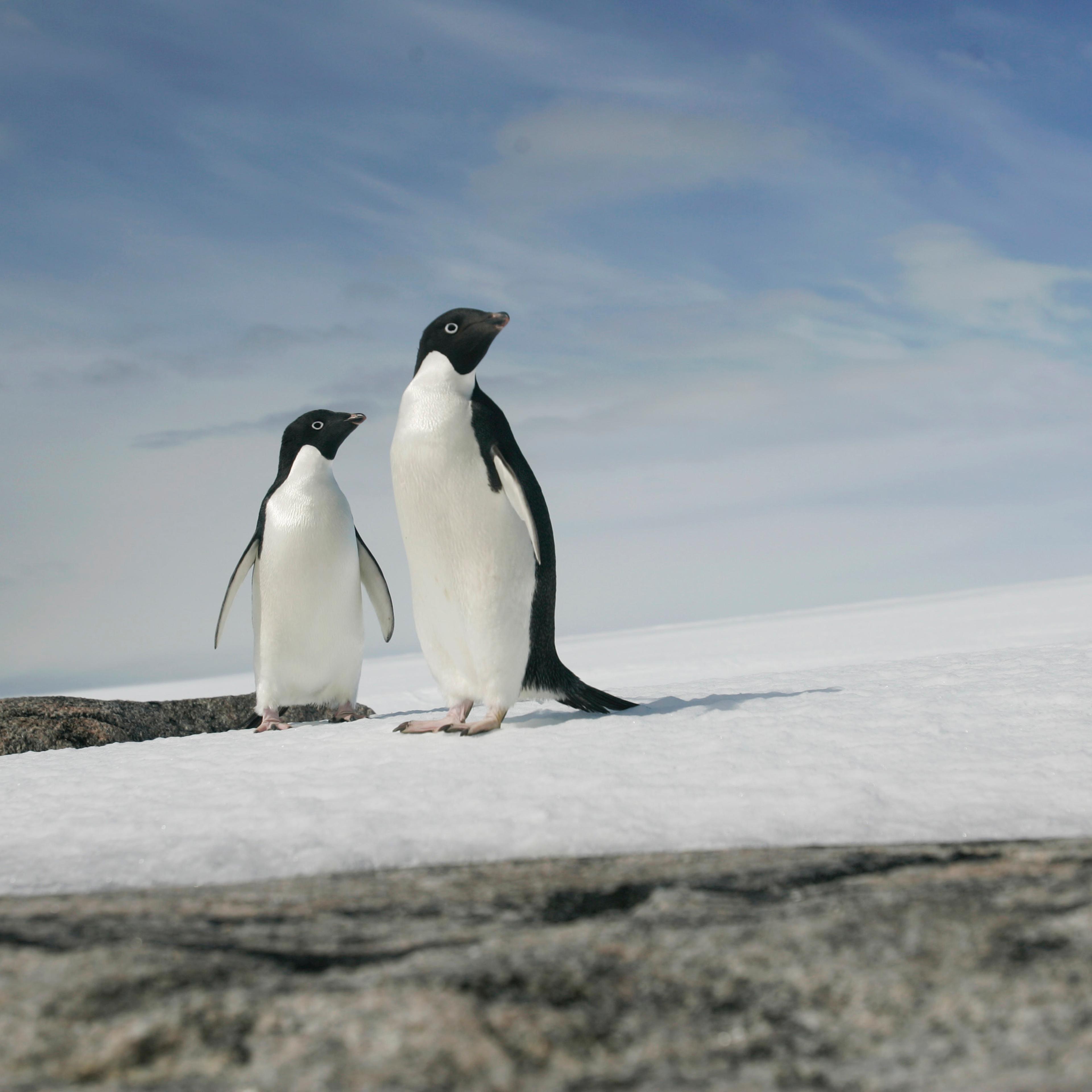 A pair of Adelie penguins are pictured at Cape Denison, Commonwealth Bay, East Antarctica on Dec. 28, 2009.