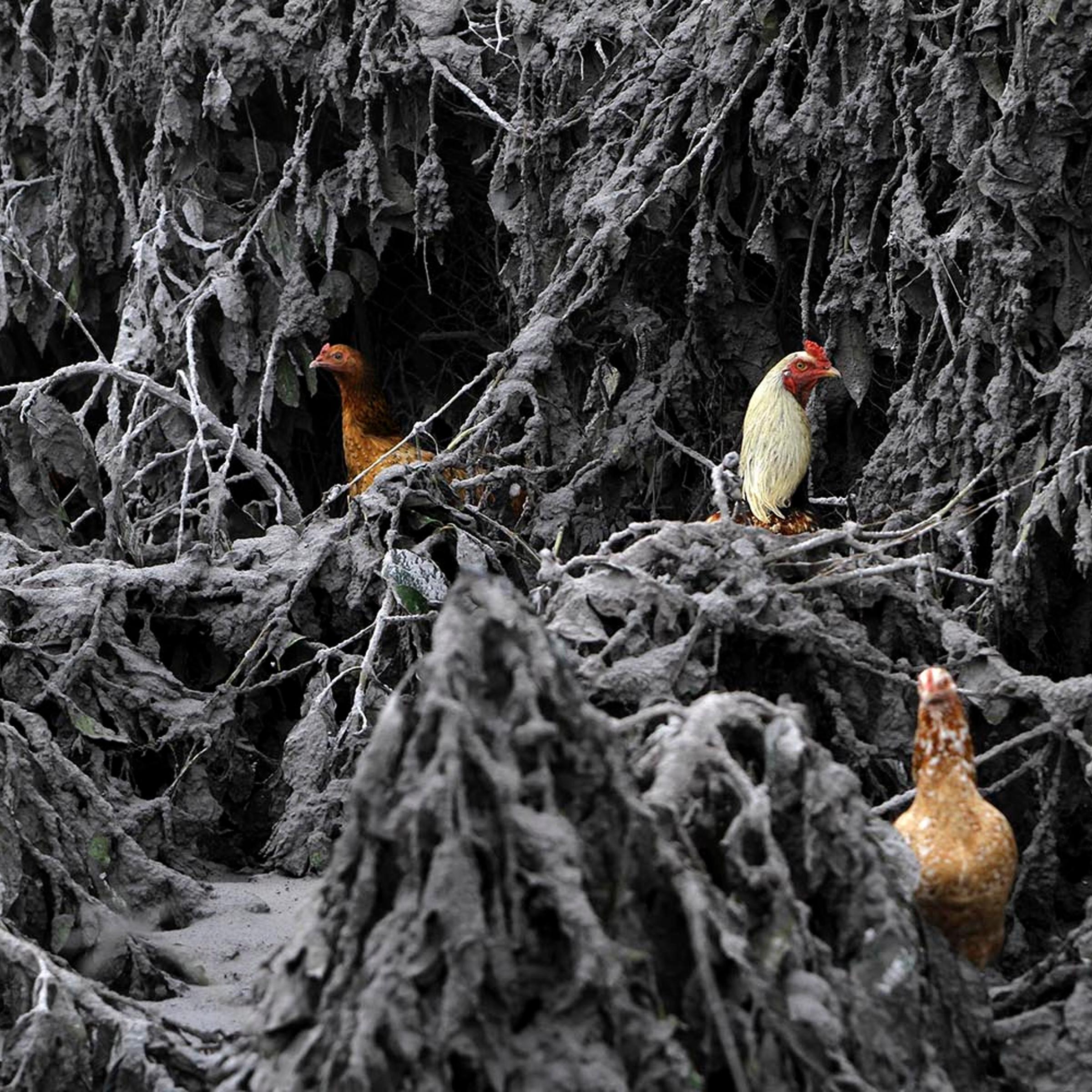Chickens are seen in the midst of plants covered by ash from Mount Sinabung near Sigarang-Garang village