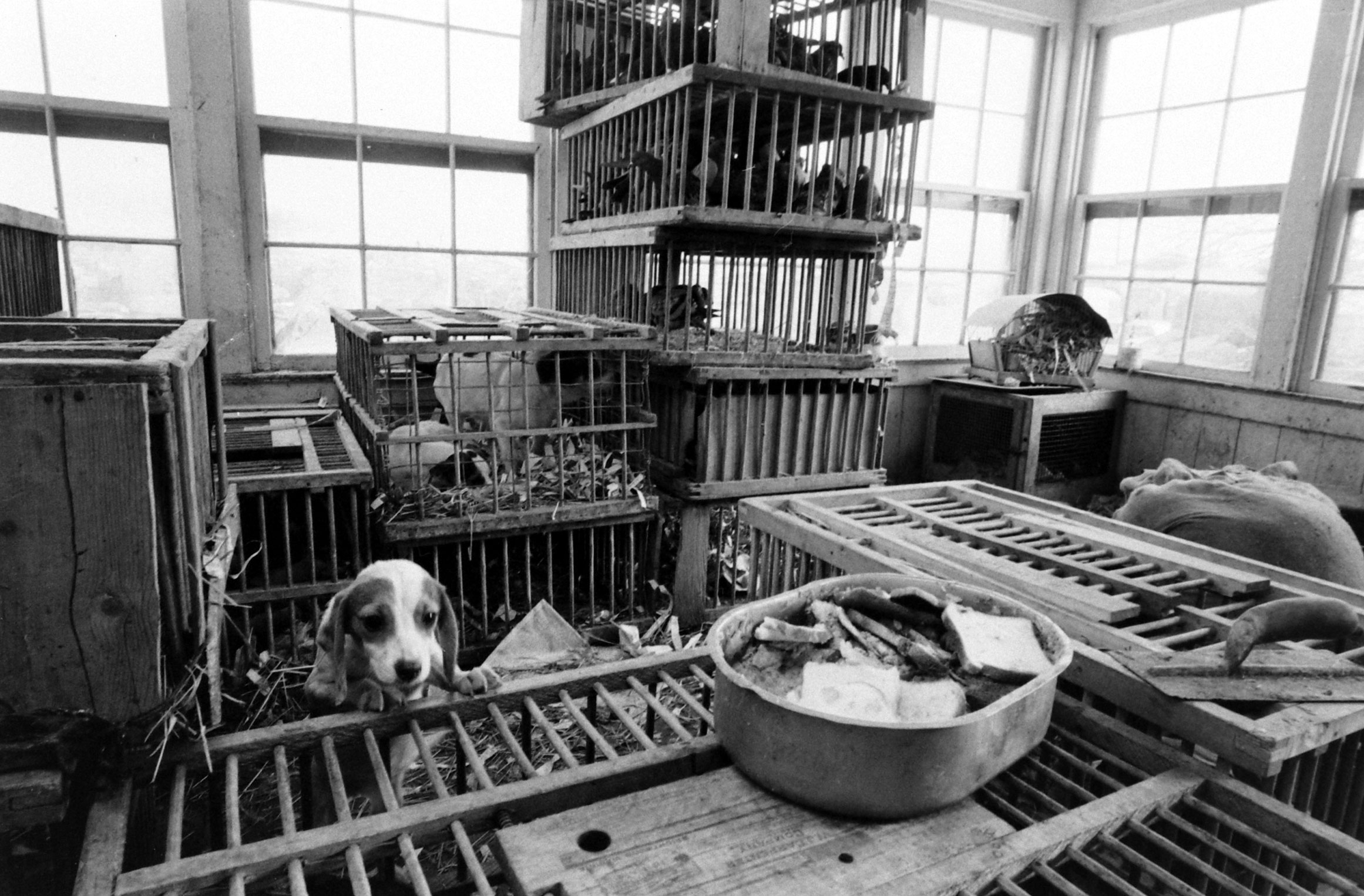 'Concentration Camps for Dogs': Revisiting a Searing LIFE Classic