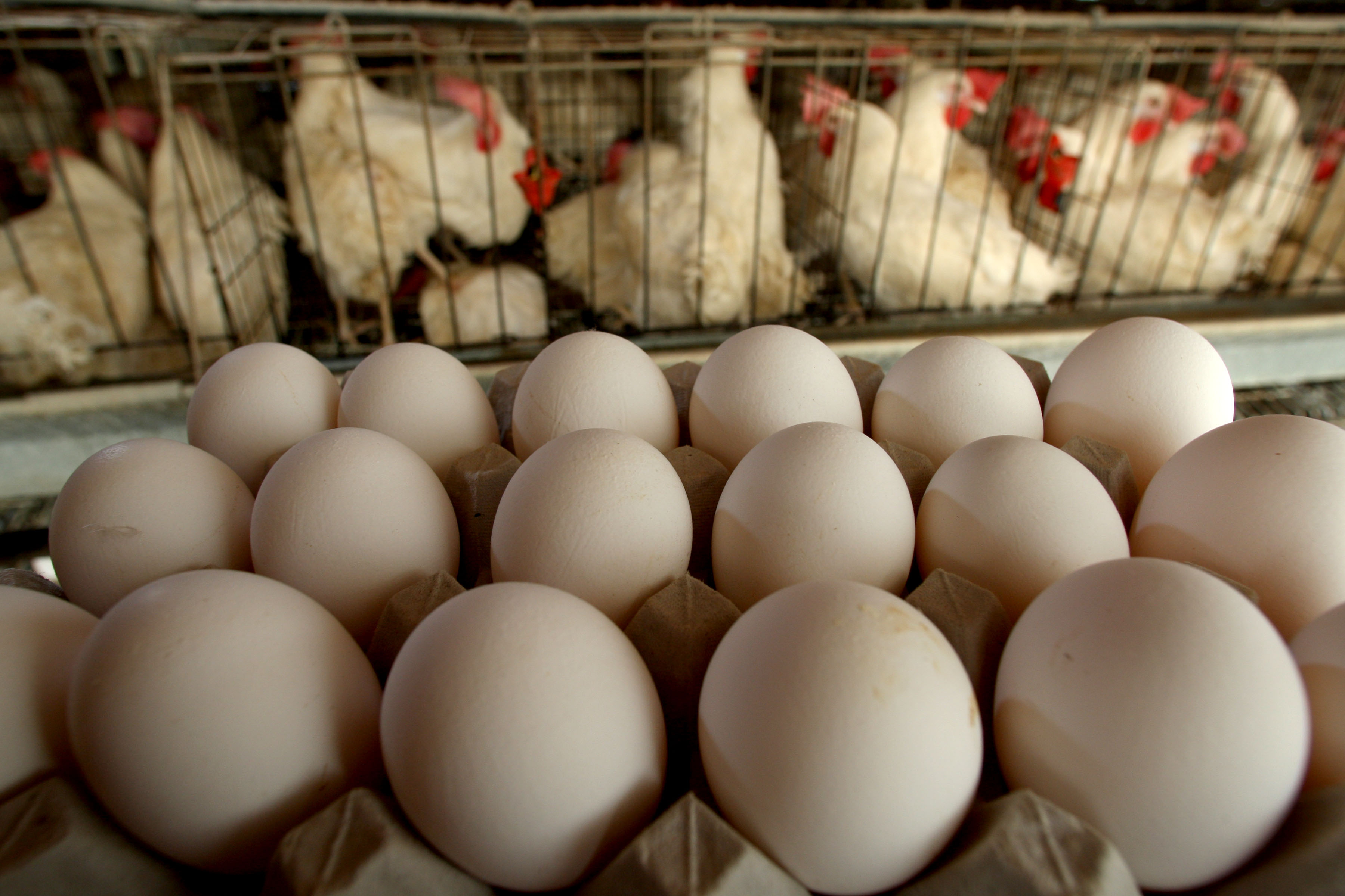 Rising Agricultural Costs Force Food Prices Higher
