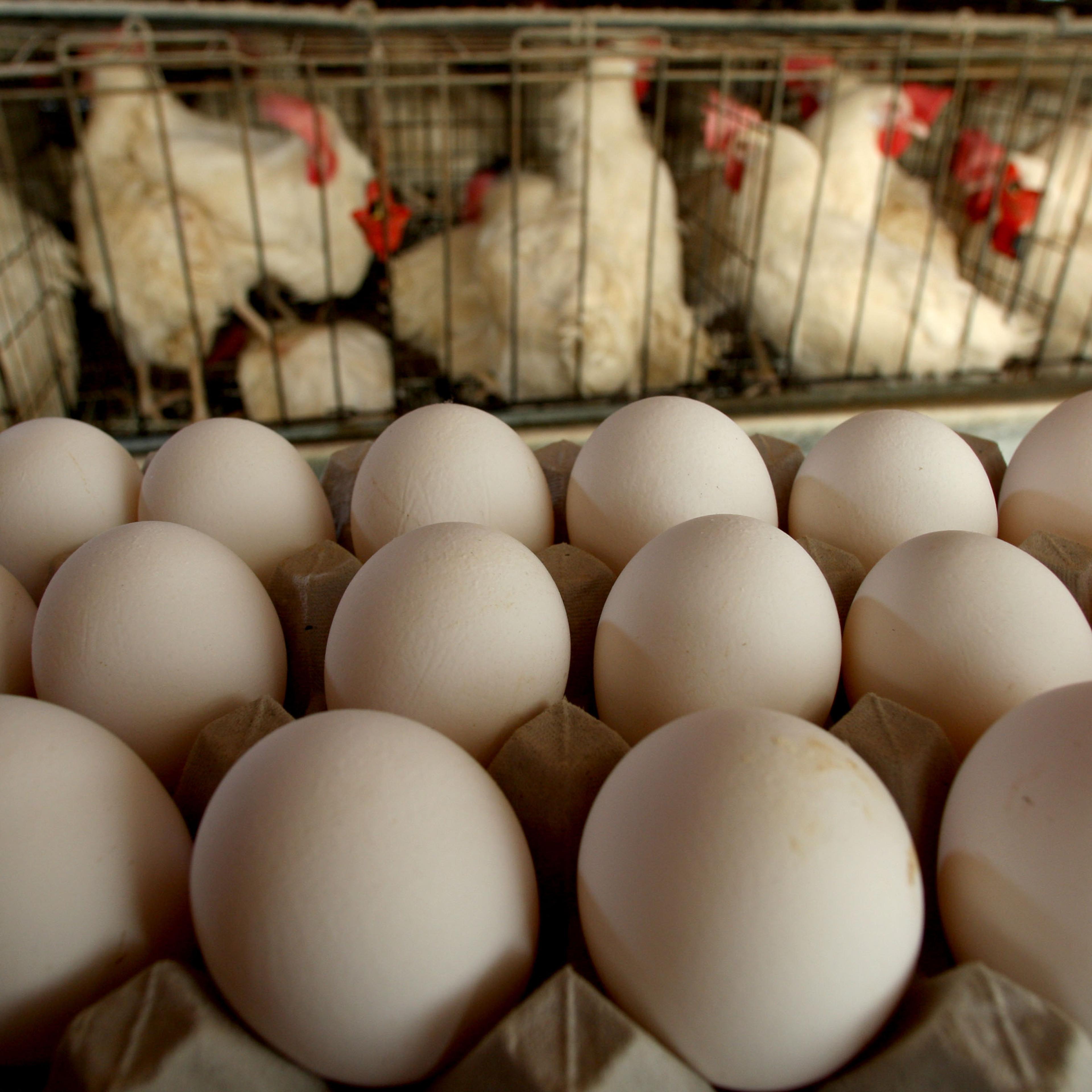 Rising Agricultural Costs Force Food Prices Higher