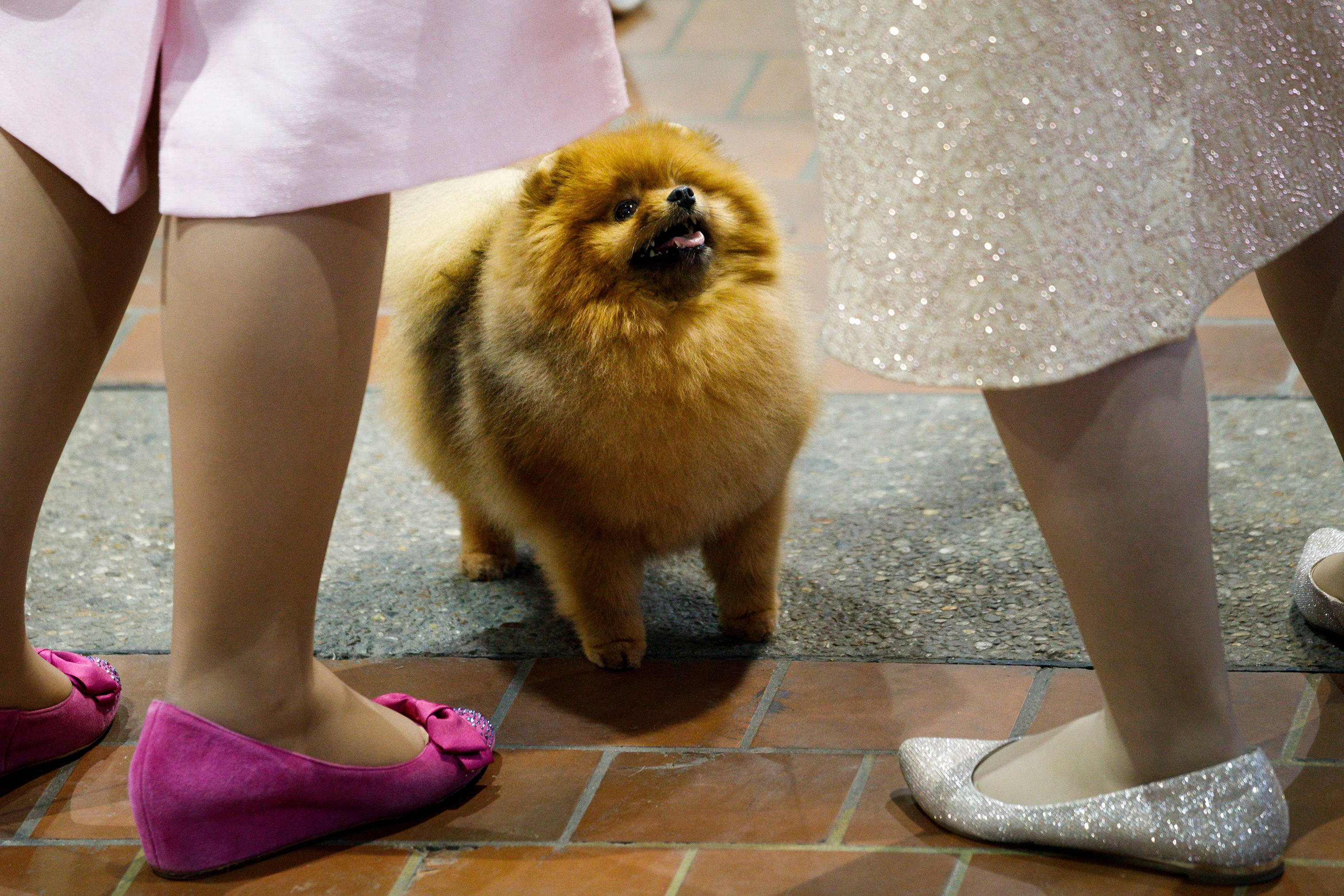 A Pomeranian named 'Fireball' looks for a treat during the 2018 Westminster Kennel Club Dog Show in New York City on Feb. 12, 2018.