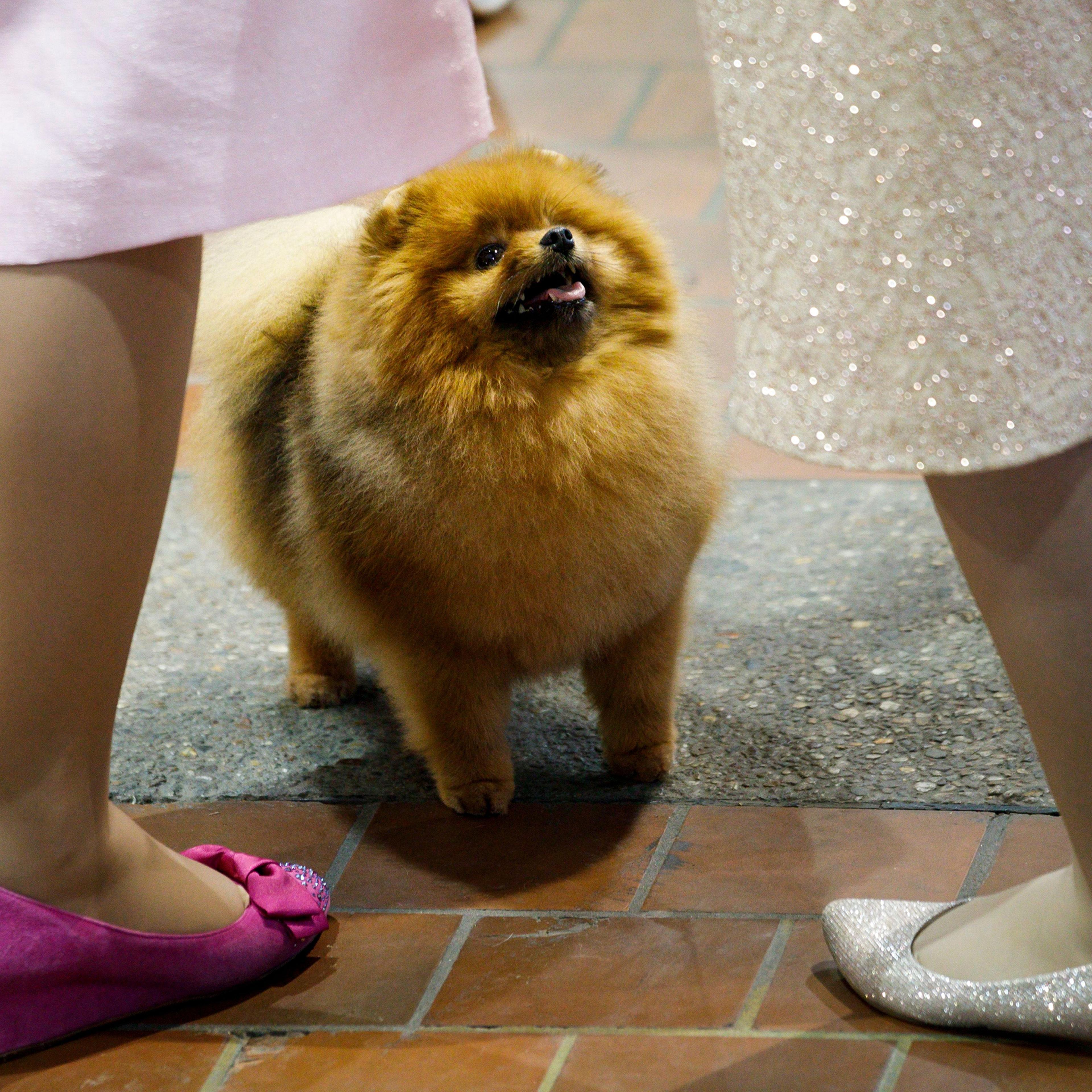 A Pomeranian named 'Fireball' looks for a treat during the 2018 Westminster Kennel Club Dog Show in New York City on Feb. 12, 2018.