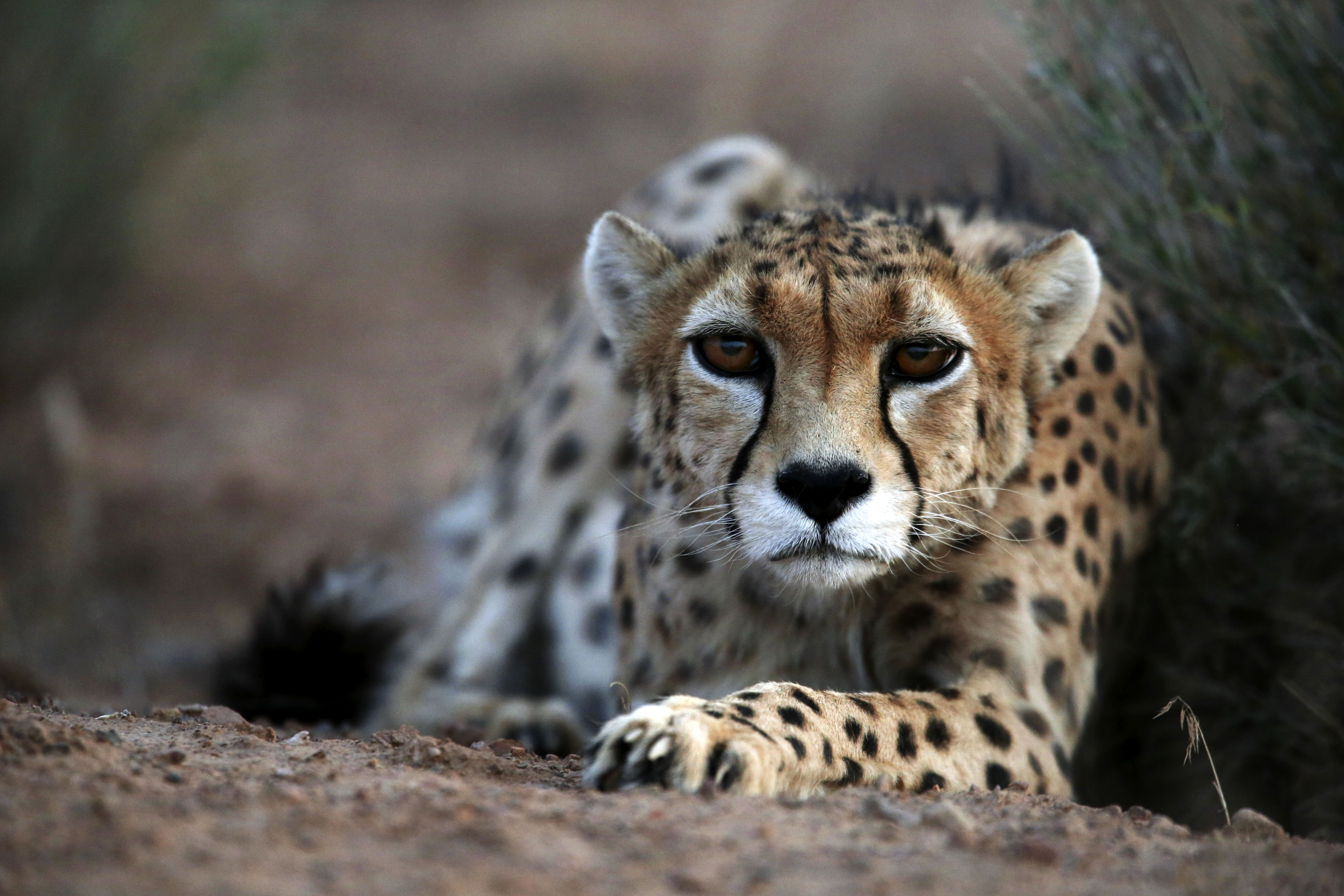 Mideast Iran Asiatic Cheetah