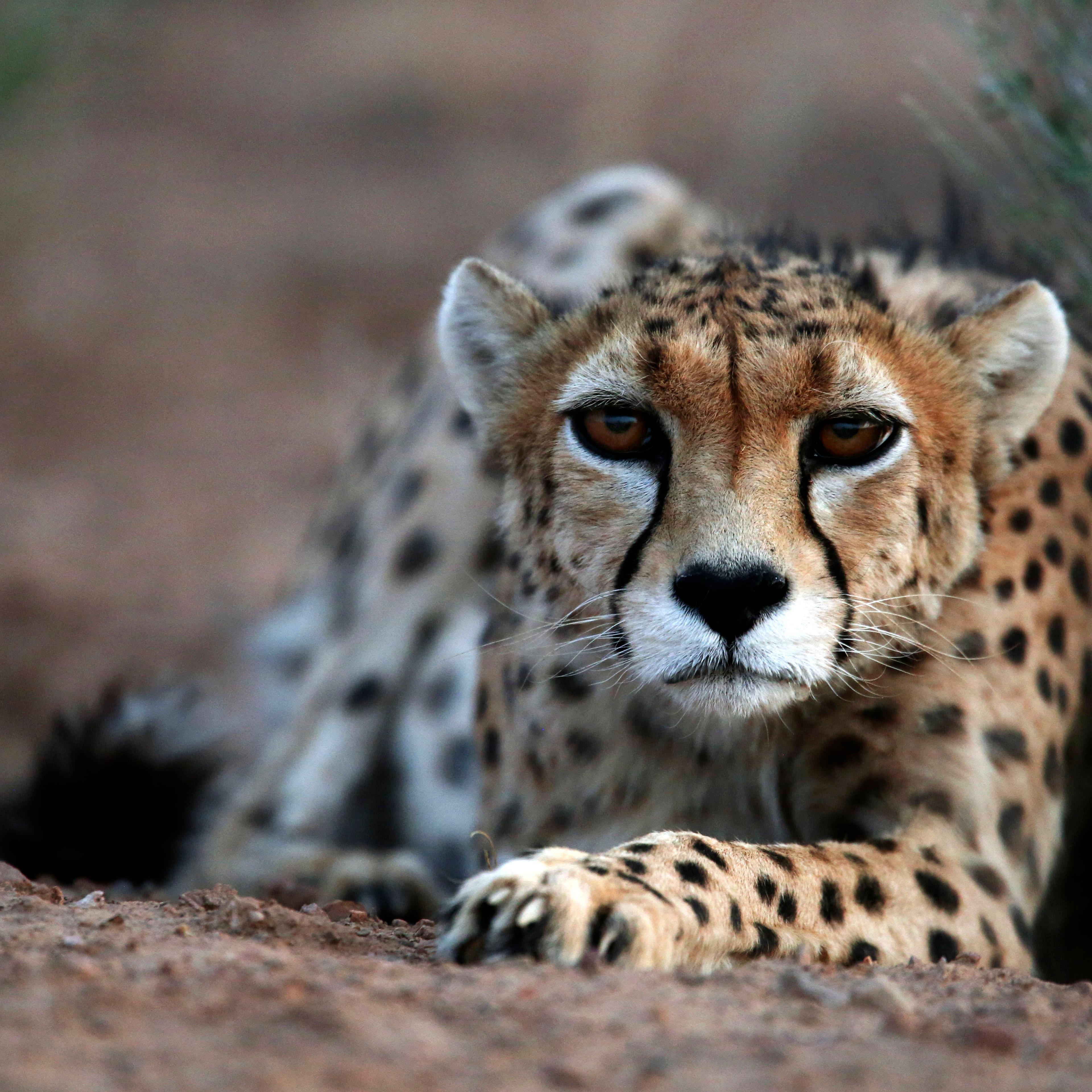 Mideast Iran Asiatic Cheetah