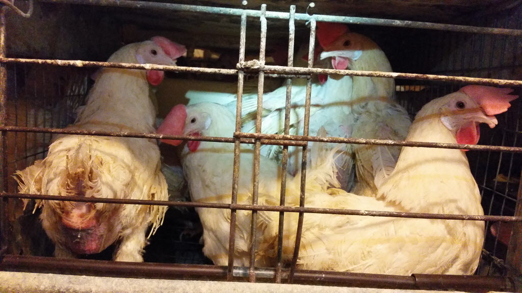 Costco Egg Investigation