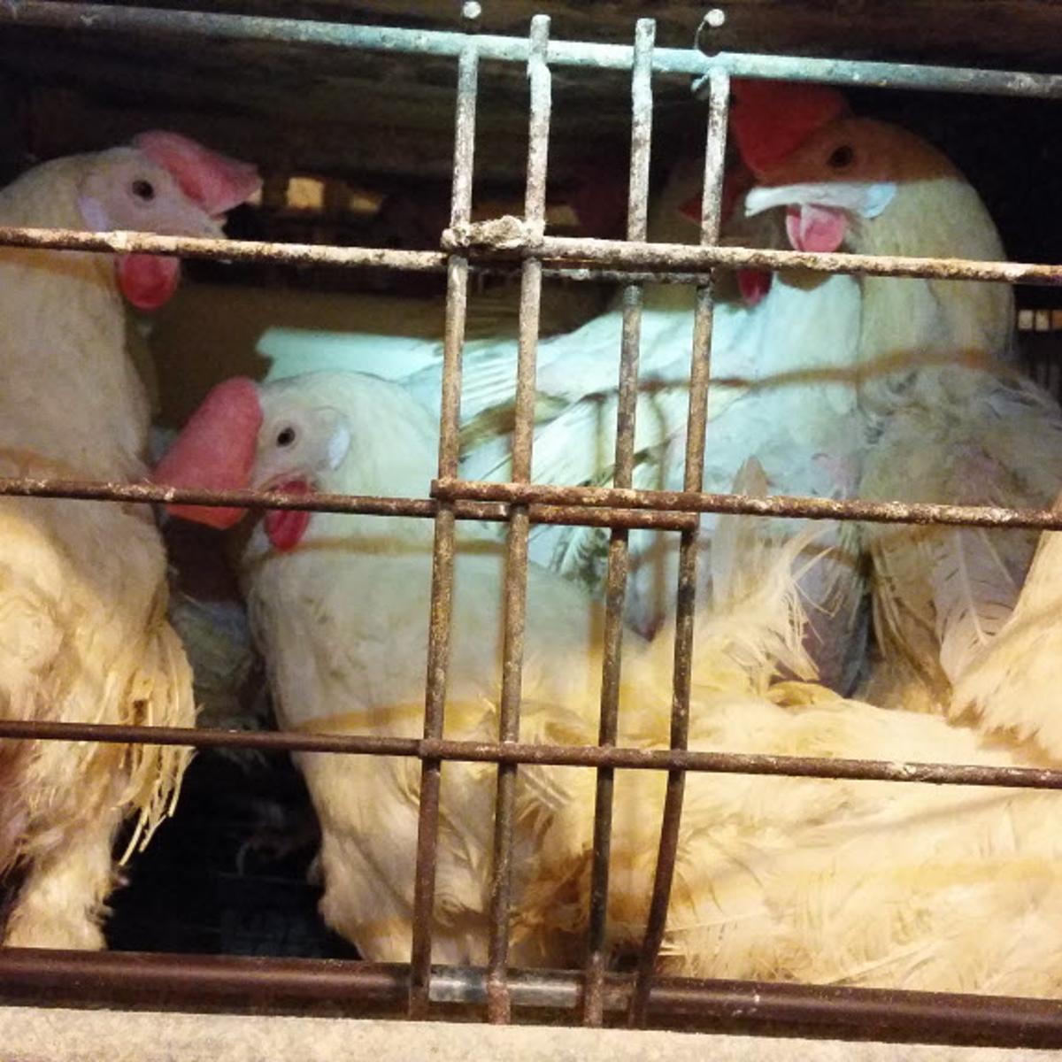 Costco Egg Investigation
