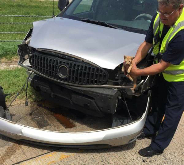 arkansas cat rescued crashed vehicle